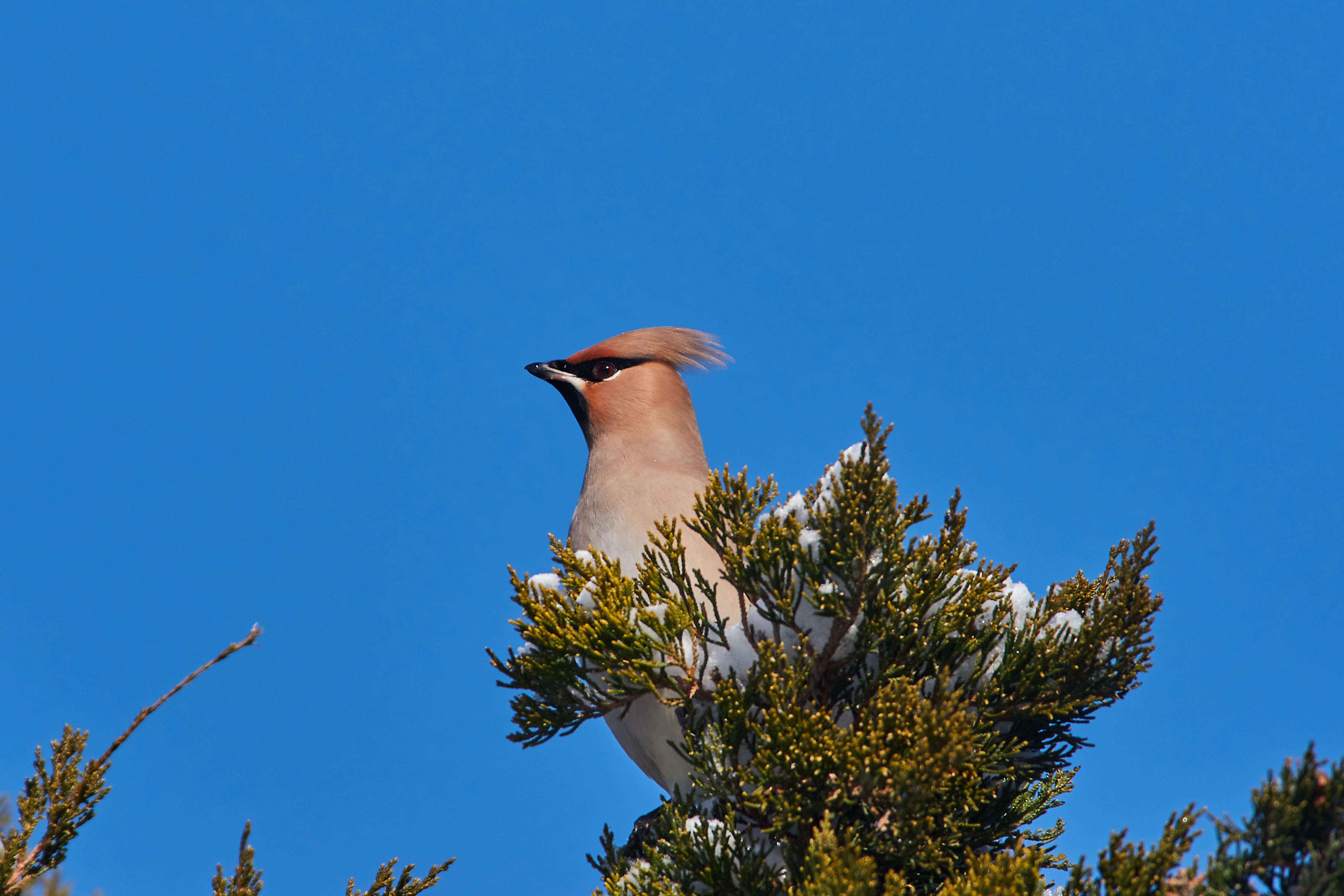 bird, birdswatching, volgograd, russia, wildlife, , Павел Сторчилов