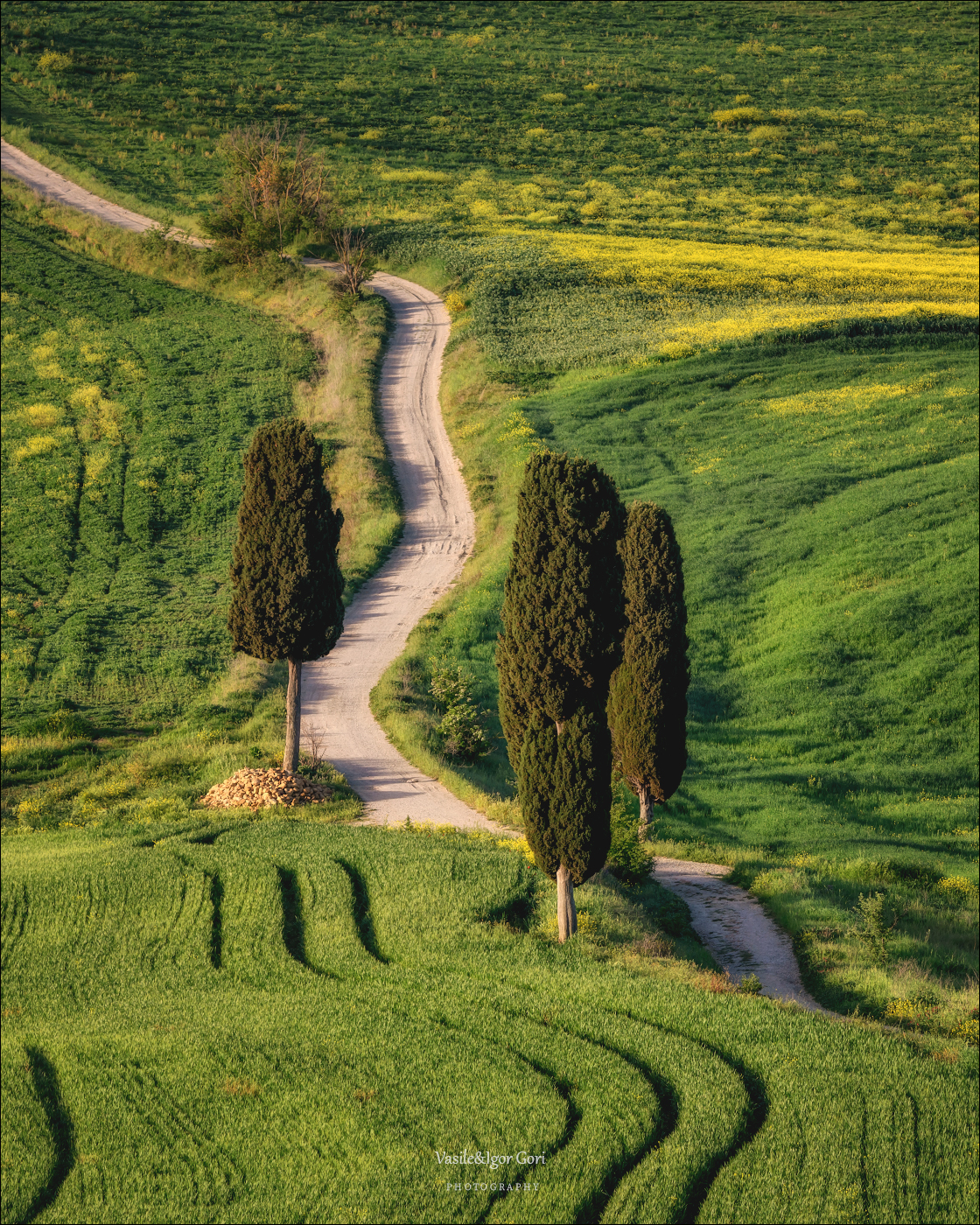 italy,san quirico d\'orcia,italia,тоскана,pienza,кипарисы,toscana,green,весна,tuscany,cipressi,belvedere,пьенца, Гори Василий