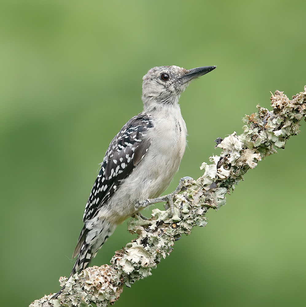 дятел, каролинский меланерпес, red-bellied woodpecker, woodpecker, Etkind Elizabeth