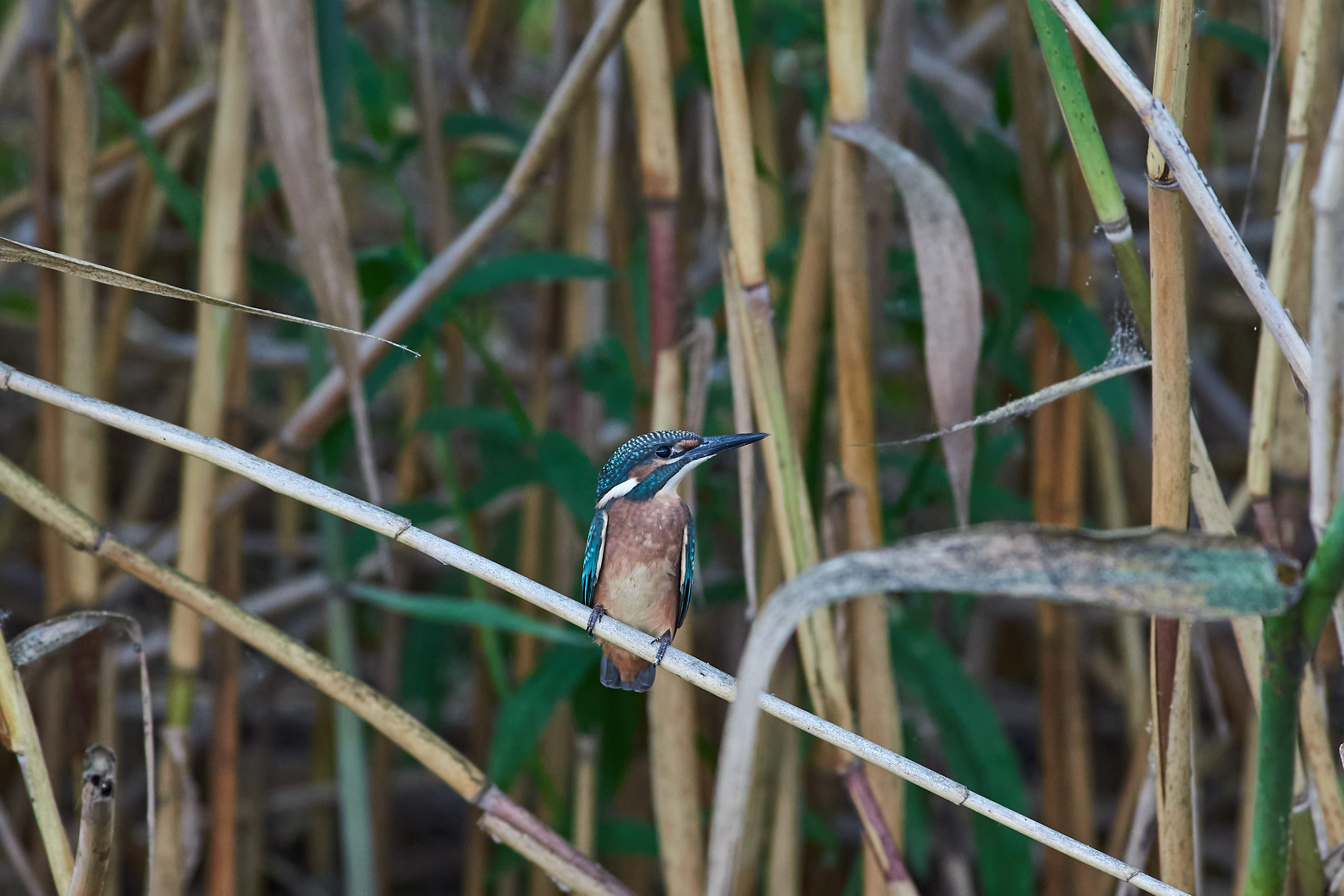 bird, birdswatching, volgograd, russia, wildlife, , Павел Сторчилов