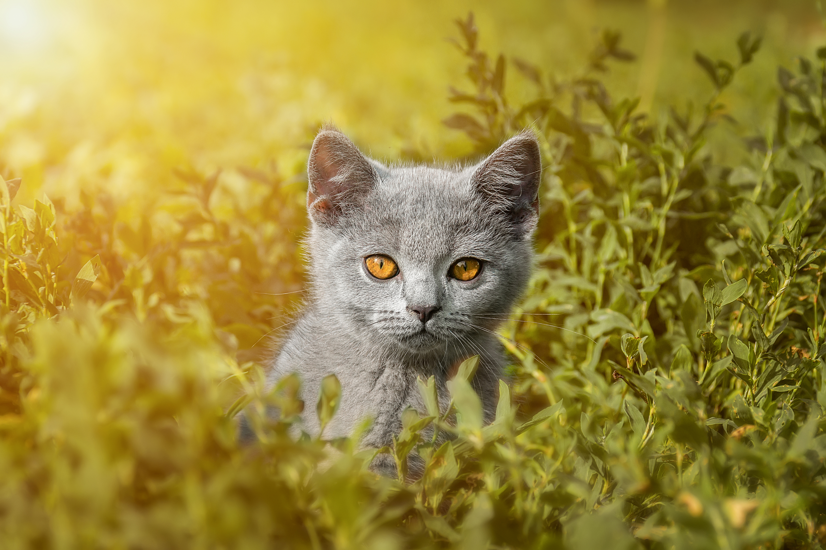 nature, cat, grass, animal, portrait, green, young, feline, cute, pet, Корнеев Алексей