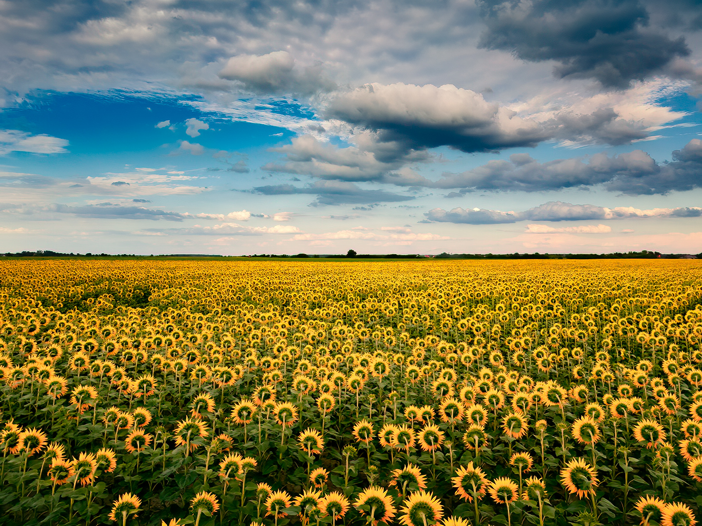 sunflowers, field, drone, landscape, , Wojciech Grzanka