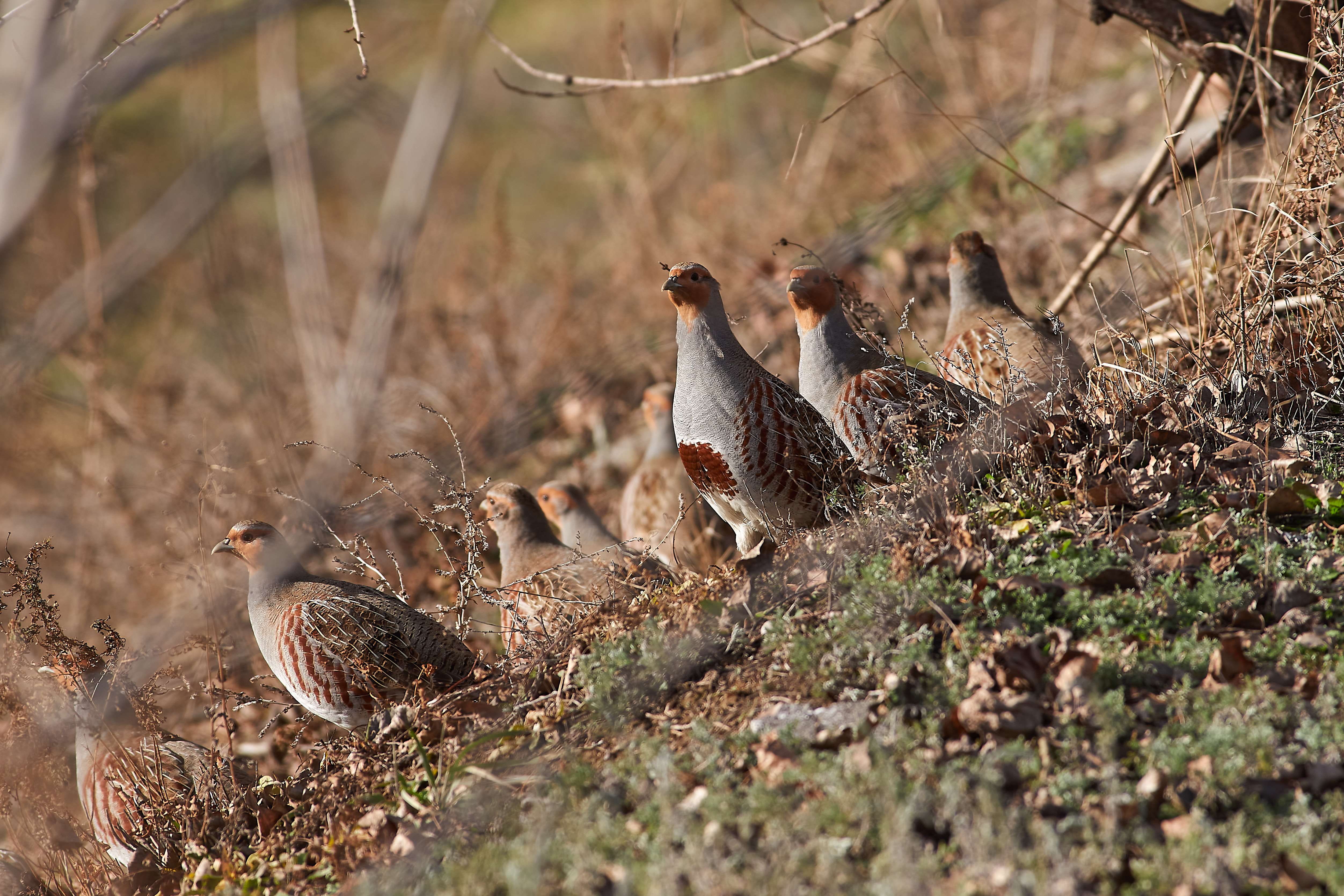 bird, birds, birdswatching, volgograd, russia, wildlife,, Павел Сторчилов