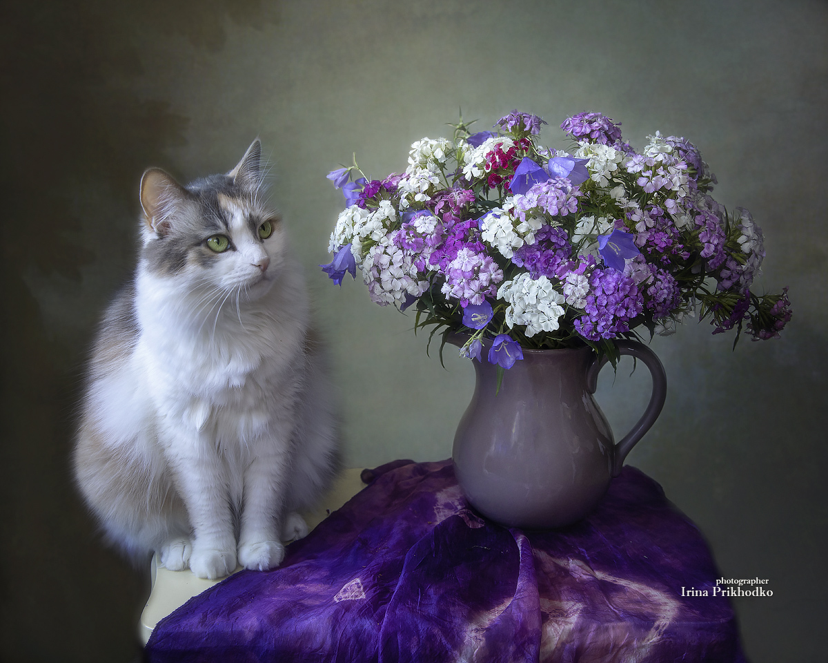постановочные фото, цветы, букеты, домашние животные, кошки, Приходько Ирина