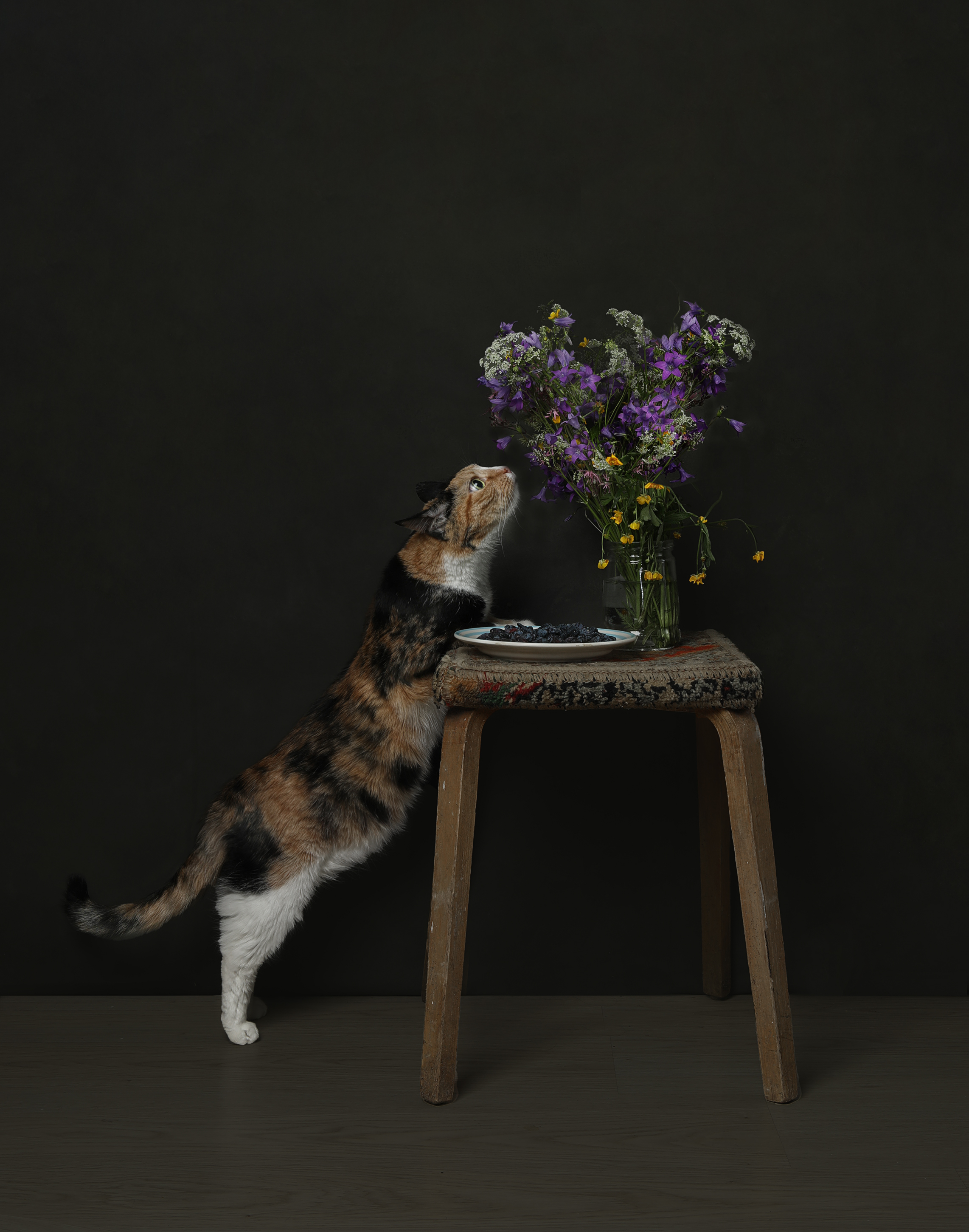 кошка трехцветная полевые цветы букет кошка Фрося, Наталья Туева