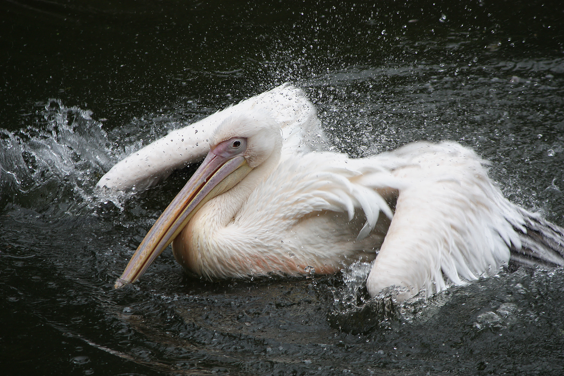 розовый пеликан, pelecanus onocrotalus, КарОл