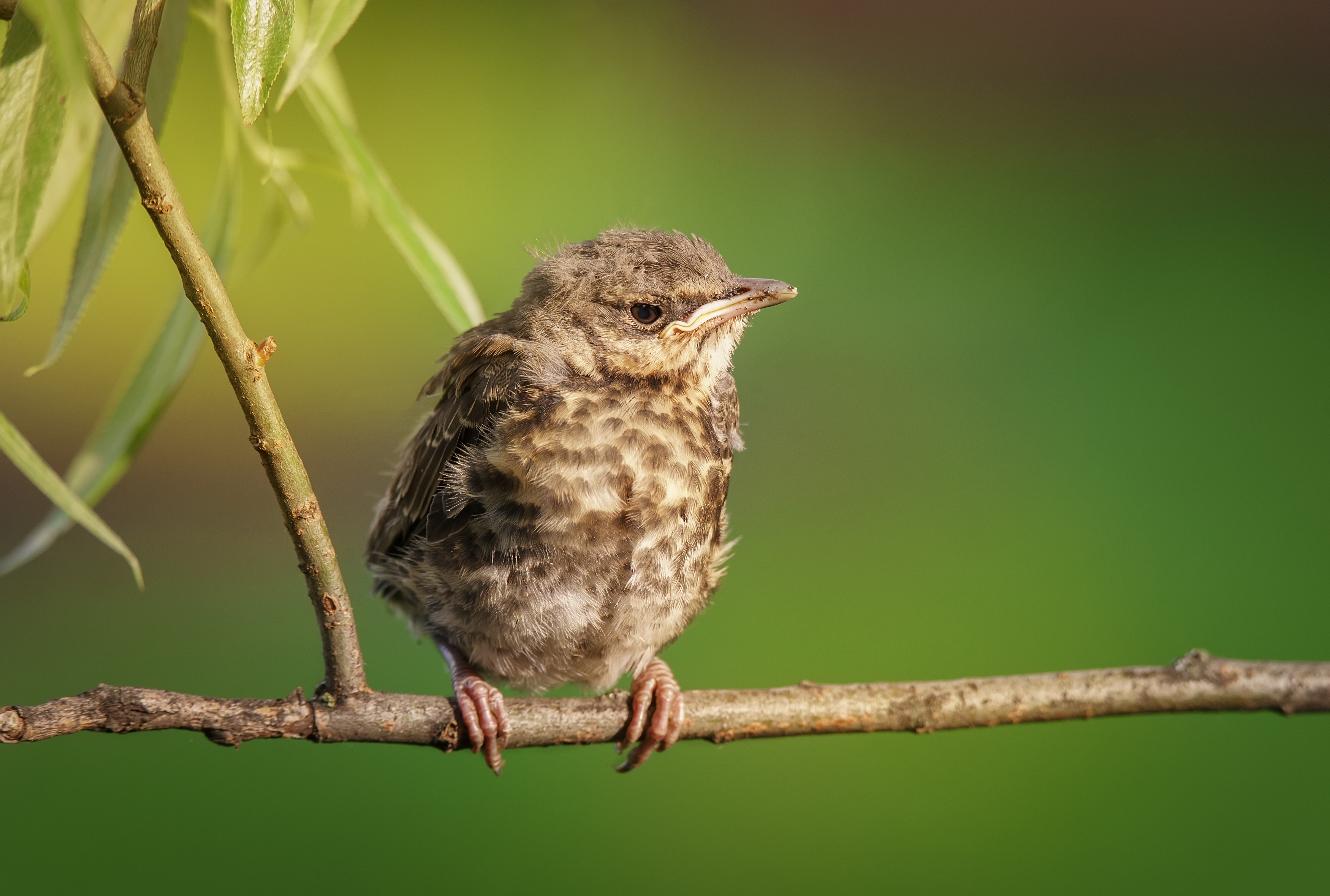 care; wild; wing; detail; garden; animal; sitting on a branch; baby; wings;, Корнеев Алексей