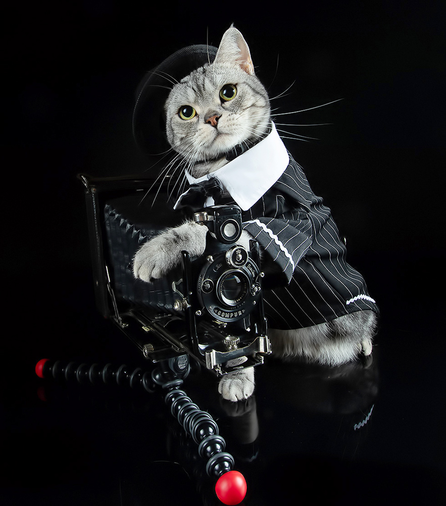 сat, кошка, животные, кошки,американский короткошерстный кот, american shorthair cat, рыжик, фотограф, ginger, Etkind Elizabeth