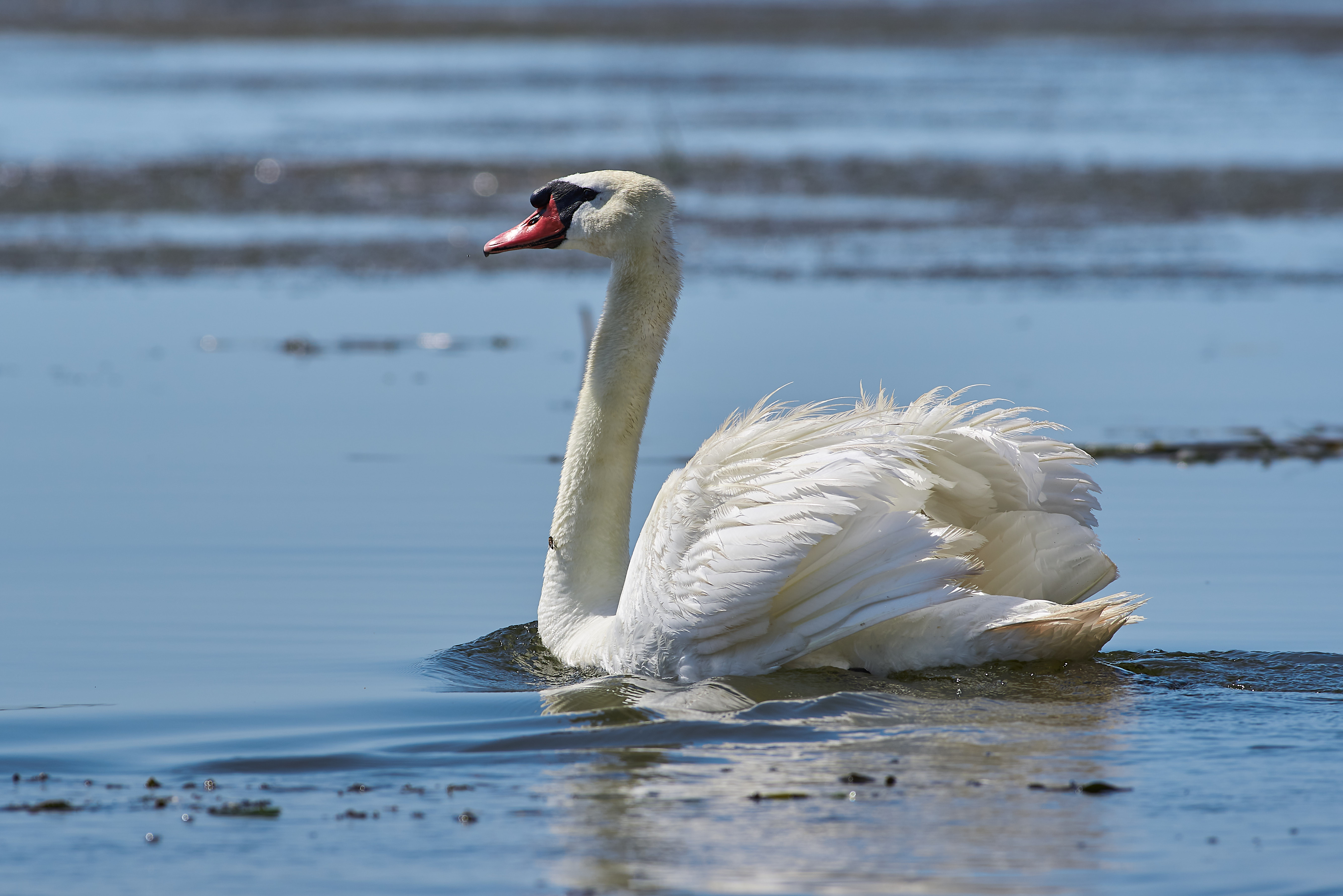 bird, birds, birdswatching, russia, wildlife, swan, , Павел Сторчилов