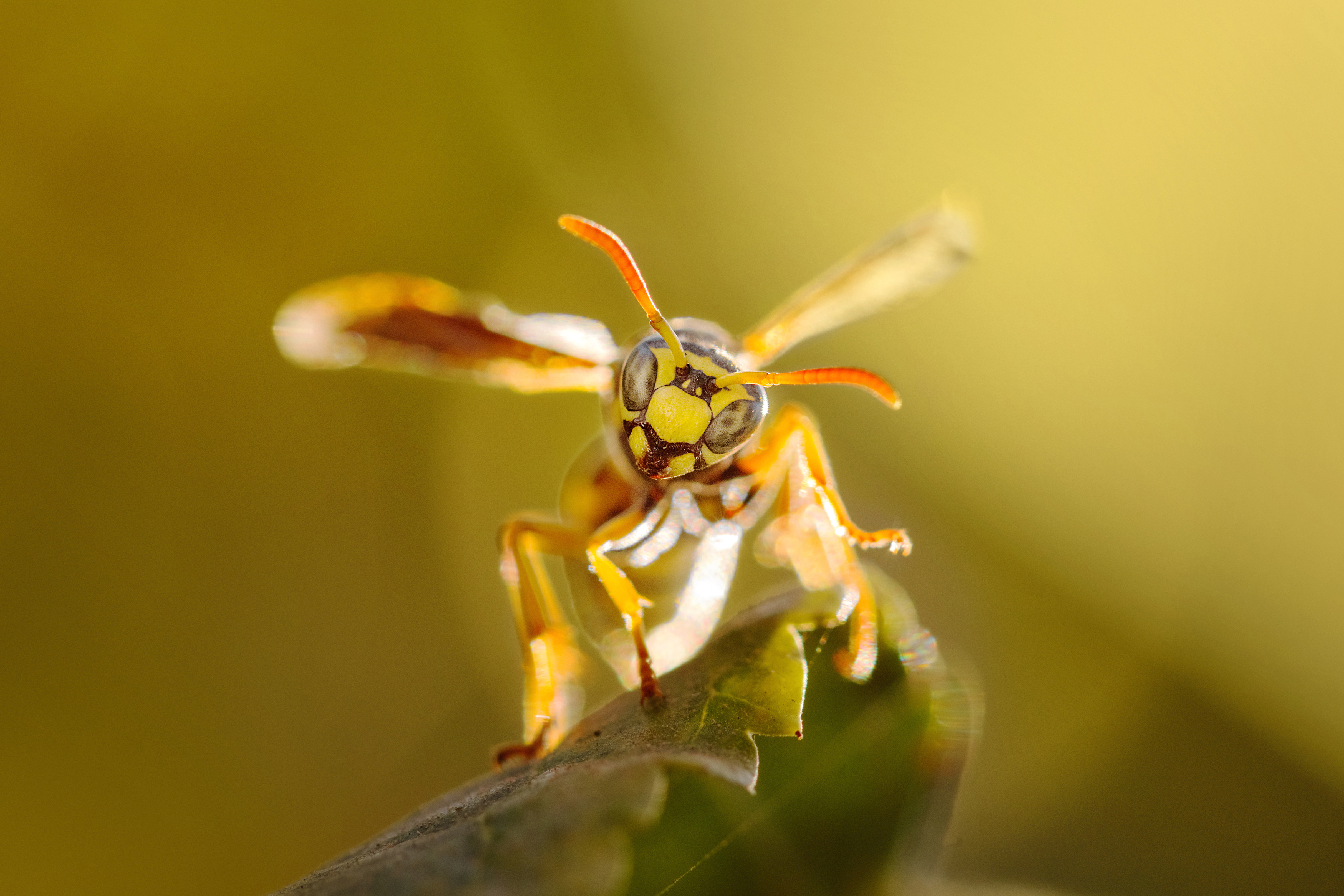 макро, macro, wasp, оса, Михаил Шпирко