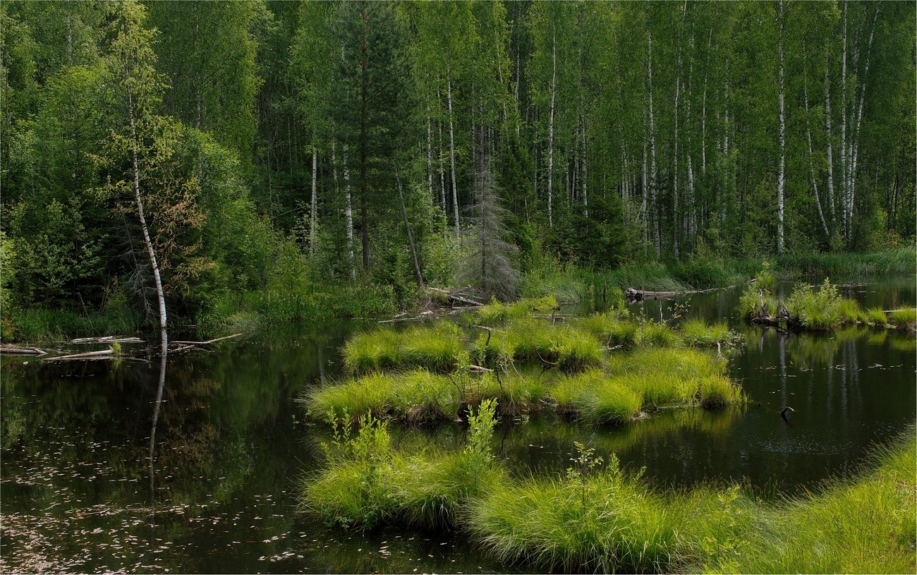 лесное озеро, берёзы, утро, кочки, болотина, стволы, лето, зелень, Игорь Петров