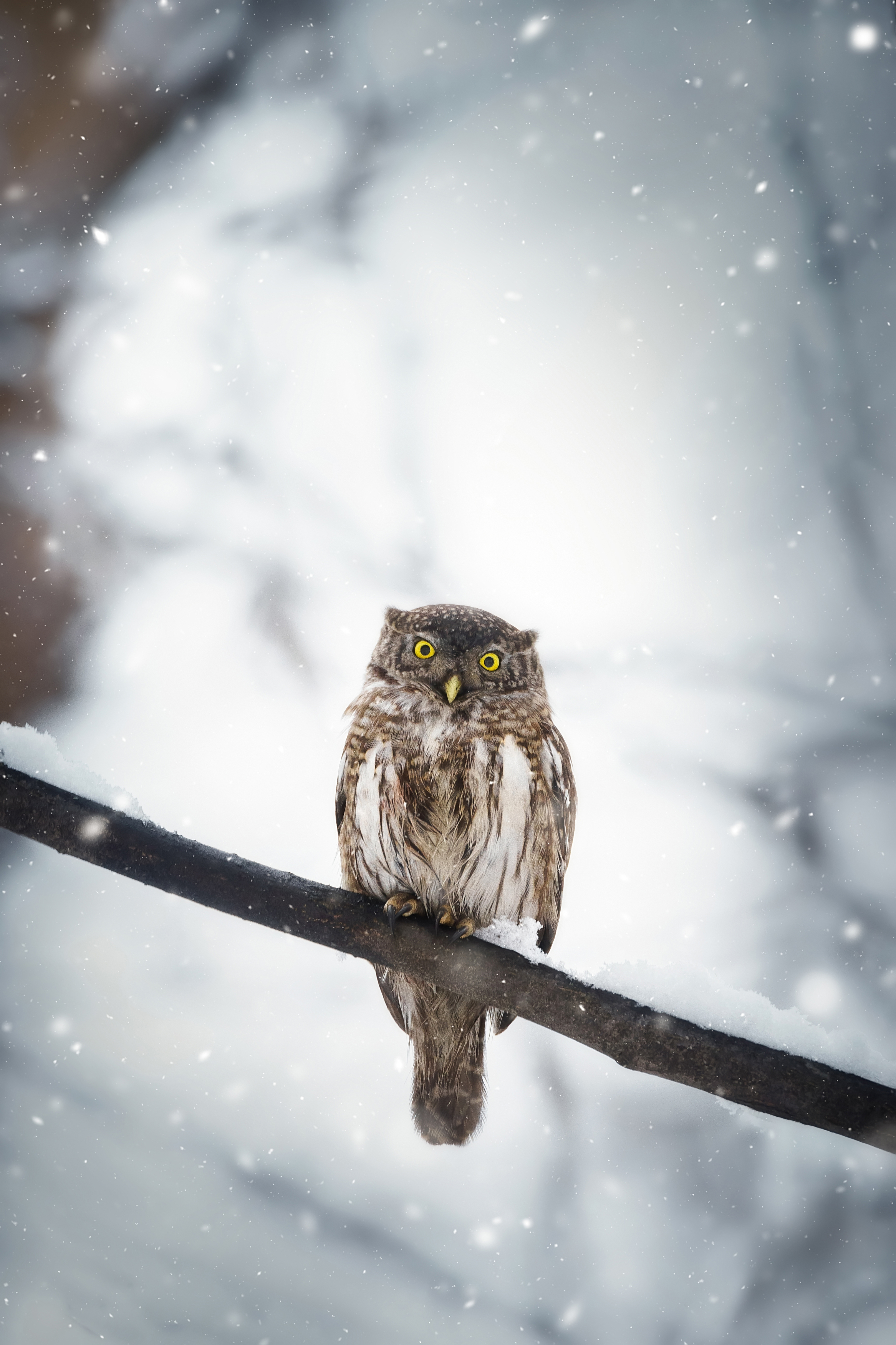 wild; nature; wildlife; bird; winter; tree; owl; animal; small; pygmy, Корнеев Алексей