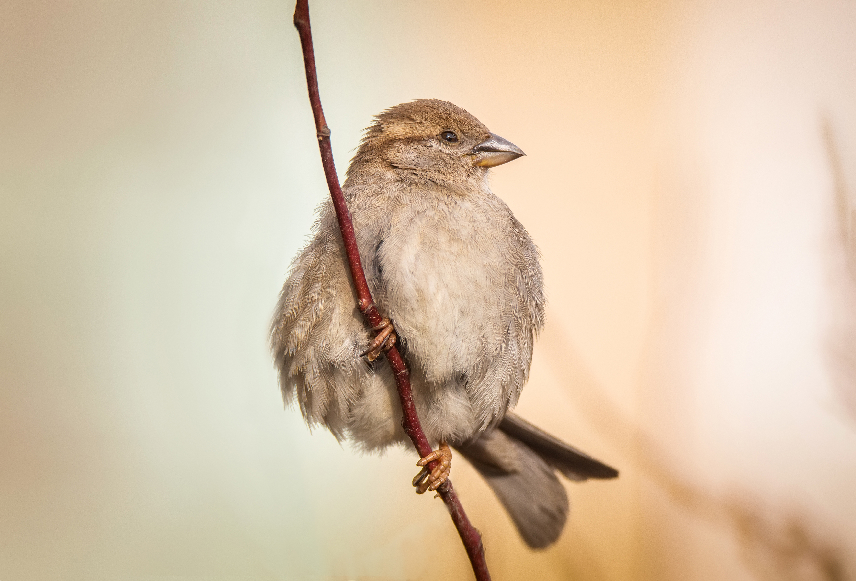 animal; wildlife; bird; nature; sparrow; wild; background; brown; songbird; beak, Корнеев Алексей