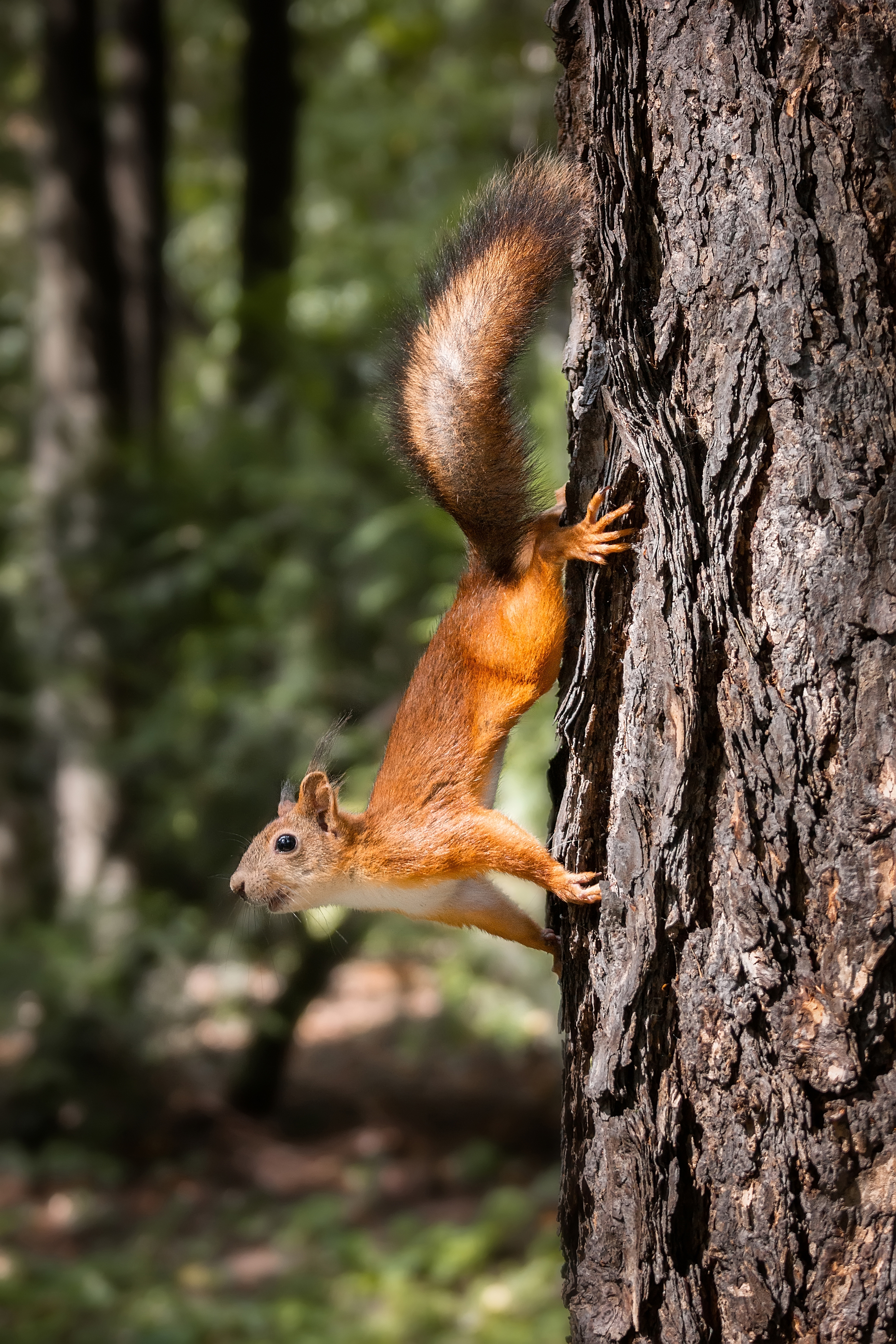 wild, animal, squirrel, tree, wildlife, forest, brown, tail, nature, green, Корнеев Алексей