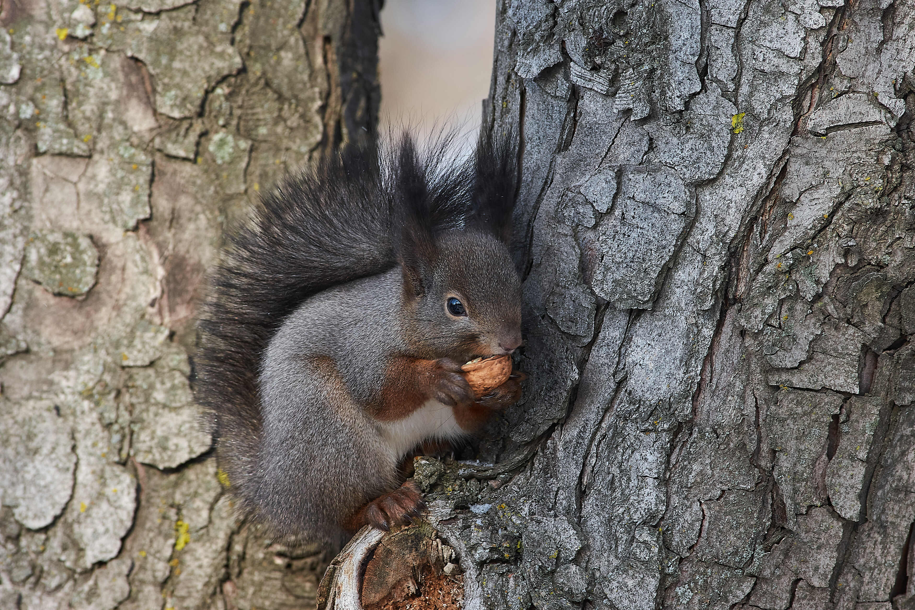 squirrel, volgograd, russia, wildlife, , Павел Сторчилов