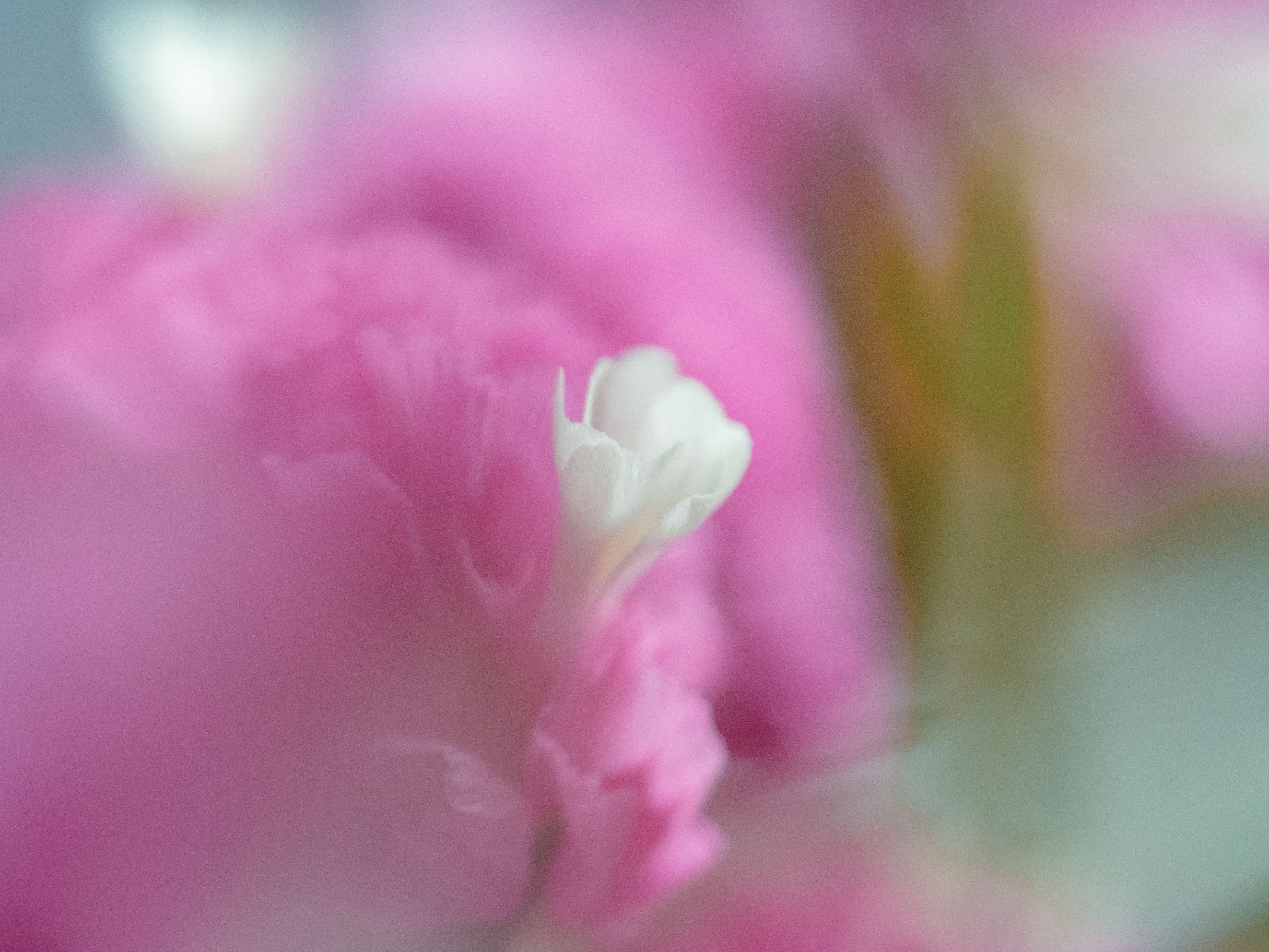 macro, flower, pink, white, макро, розовый, цветок, Ирина Протченко