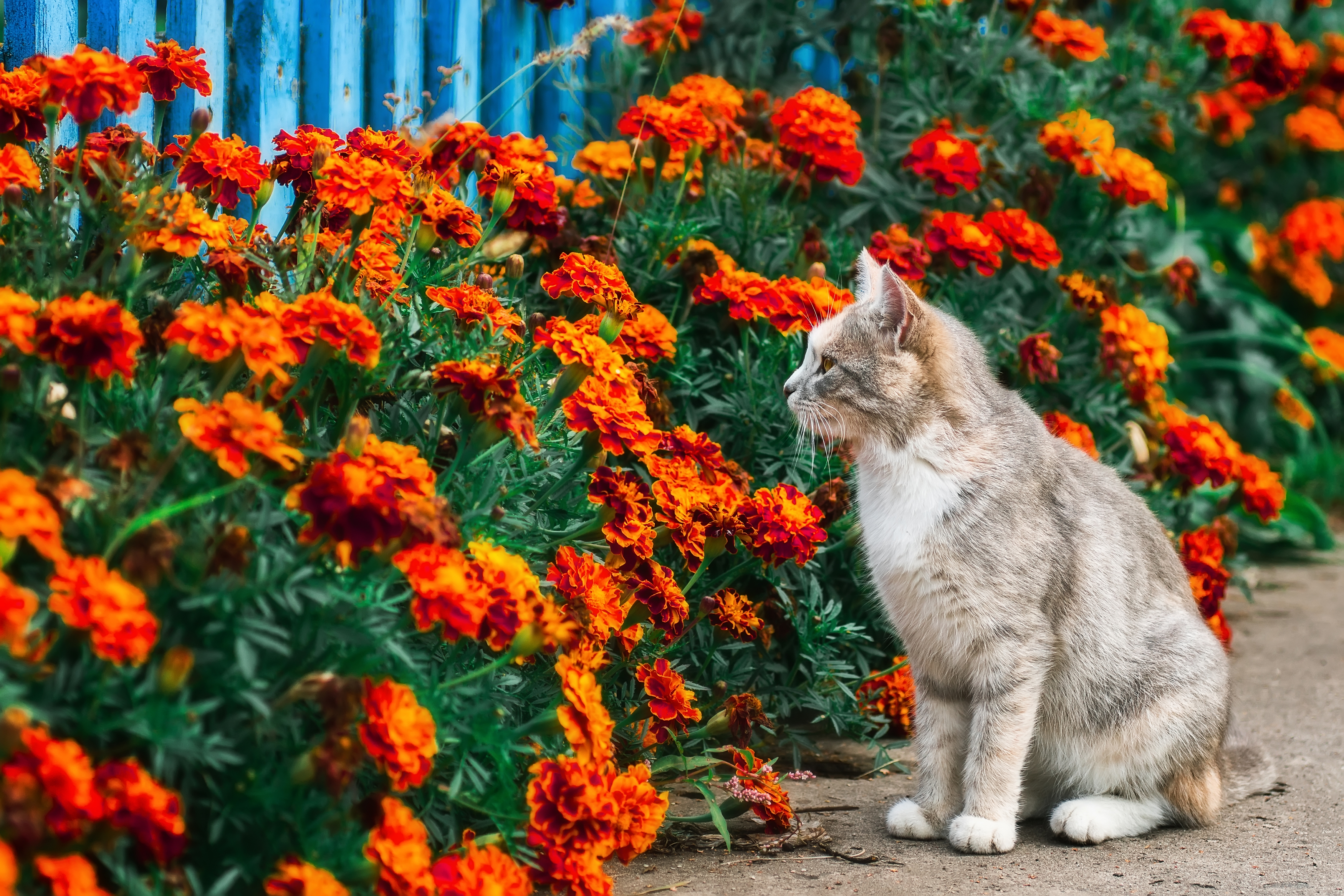 green; grass; kitten; kitty; striped; domestic; young; grey; animal; portrait, Корнеев Алексей