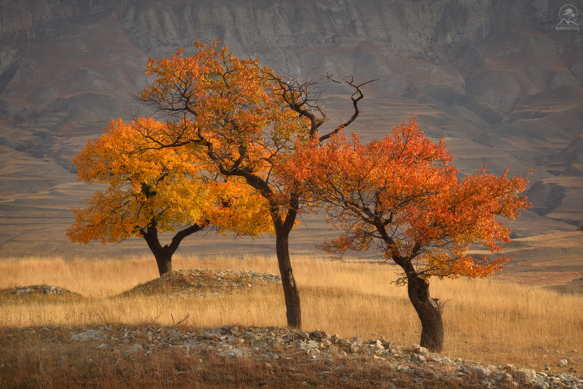 дагестан, горы, деревья, осень, террасы, фототур в дагестан, Гордиенко Анатолий