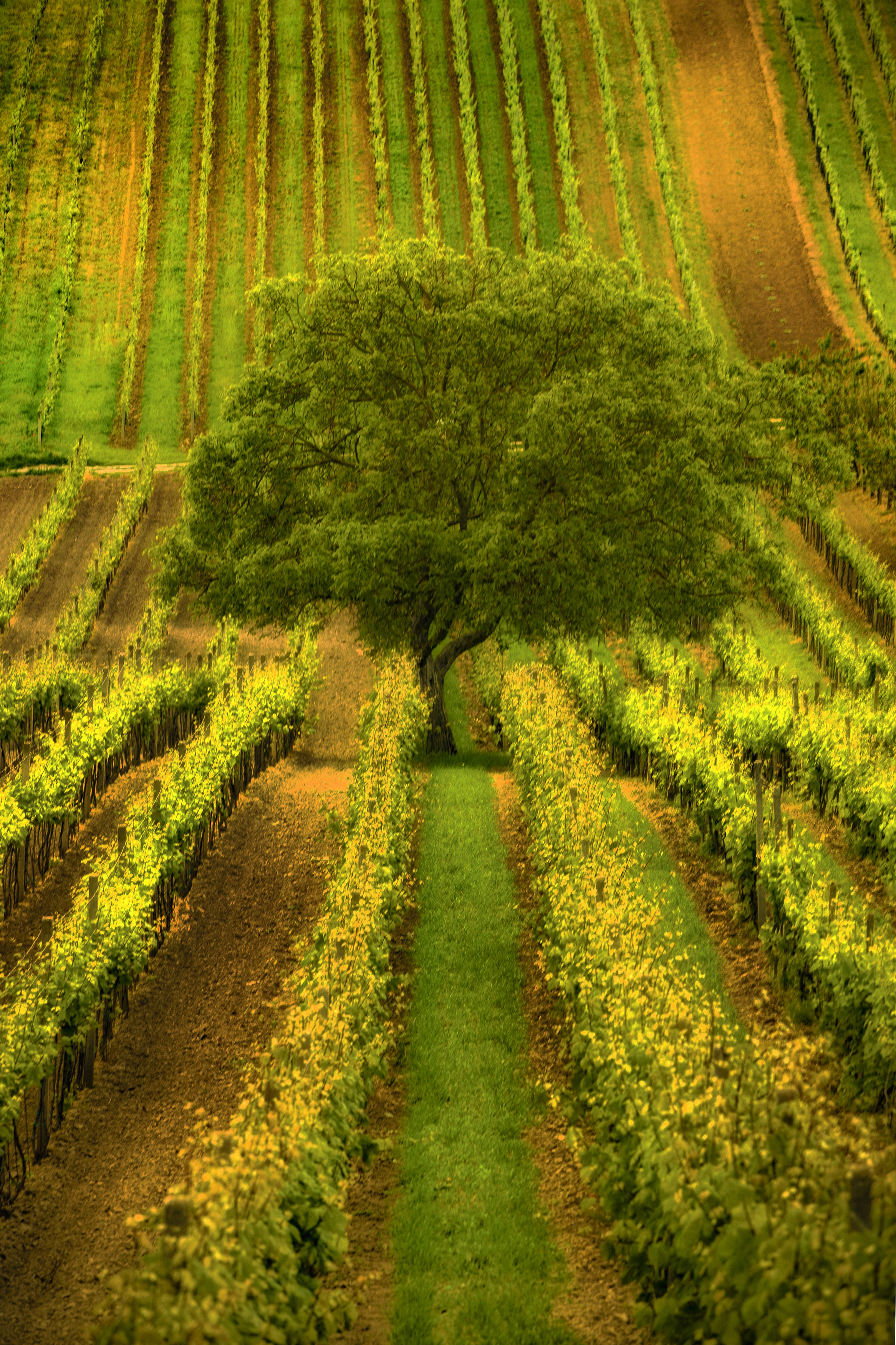 vertical, vineyard, moravia nature, agricultural, field, landscape, rural, tree, green-color, plant, hill, Damian Cyfka