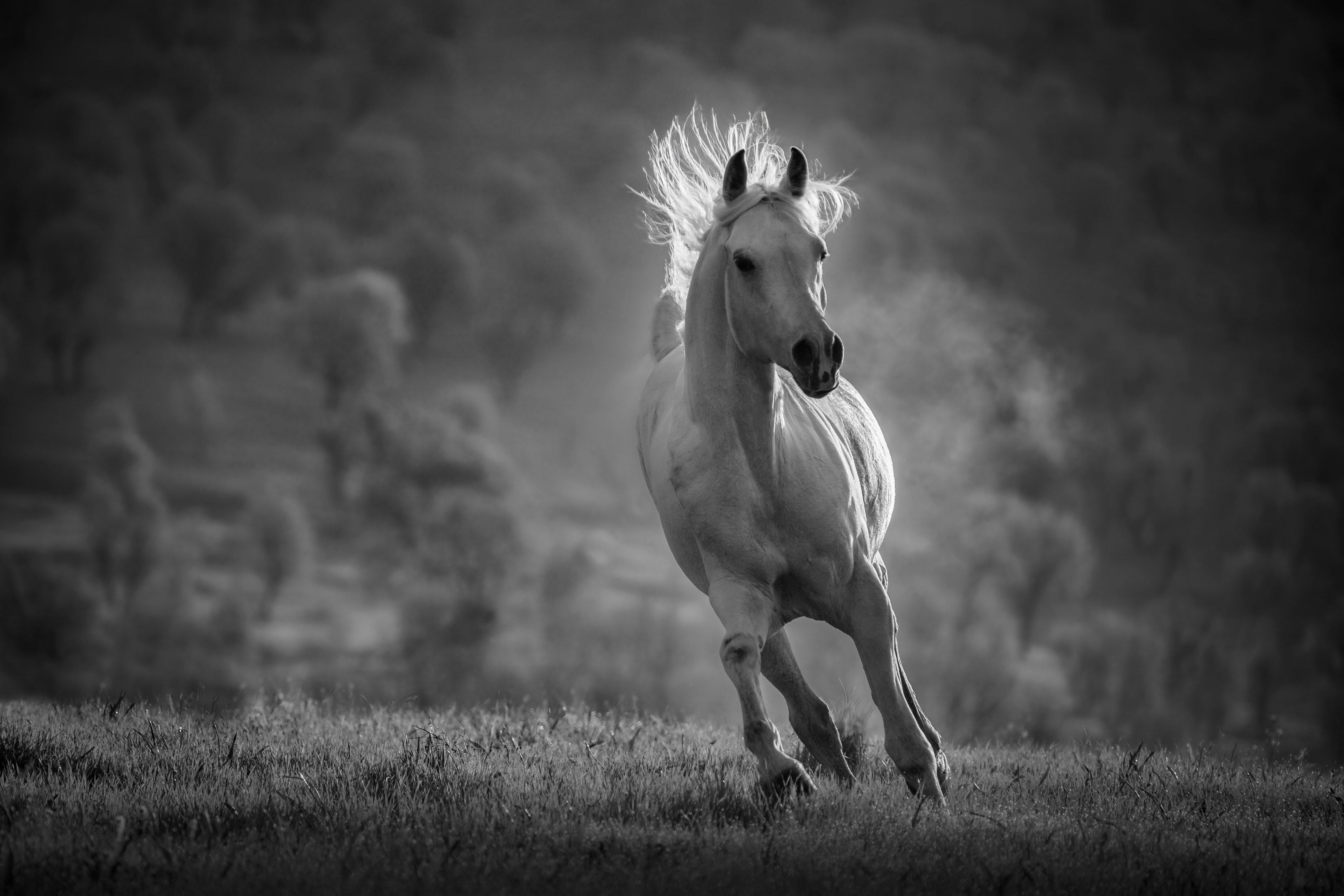 Horse, Animal, Wildlife, , Armin Abdehou