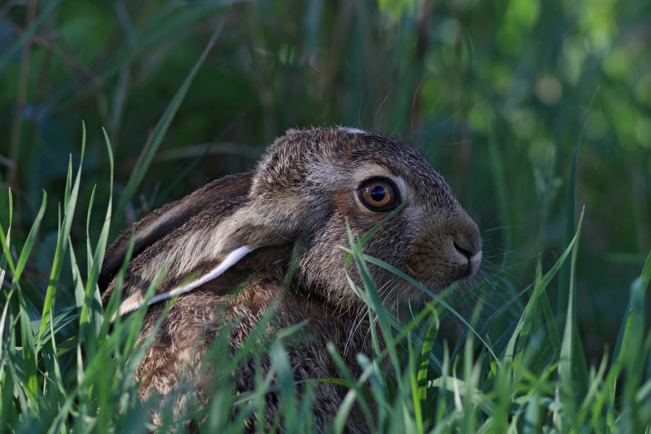 заяц-русак, lepus europaeus, european hare, Бондаренко Георгий