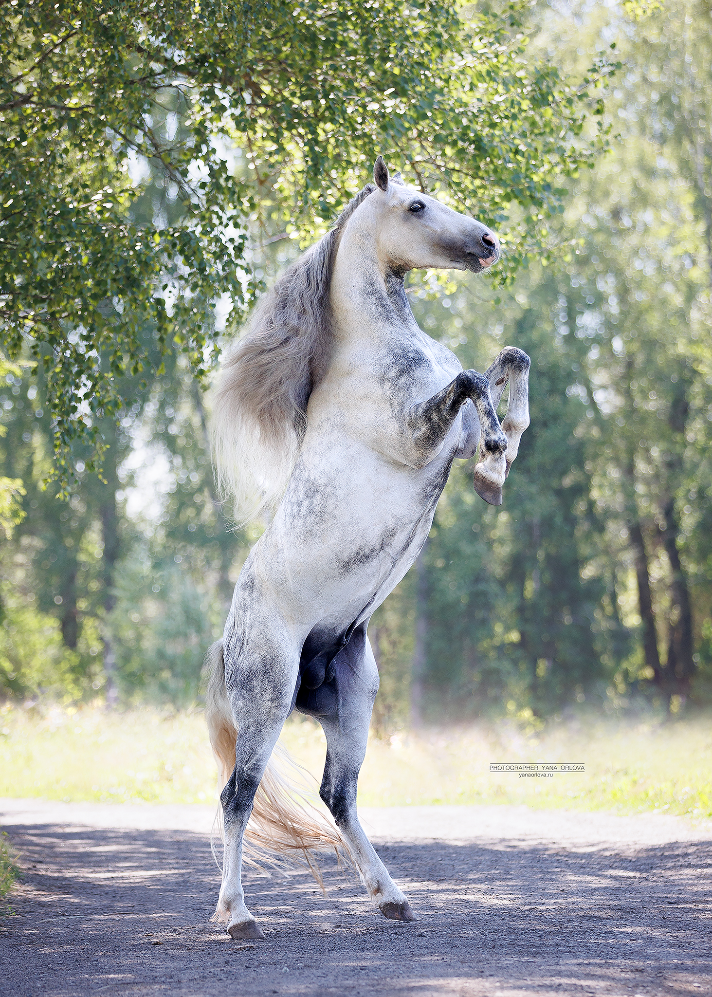 конный фотограф, лошадь, конь, лошади, конная фотография, жеребец, horse,  horses, pferd, конный фотограф яна орлова, Яна Орлова