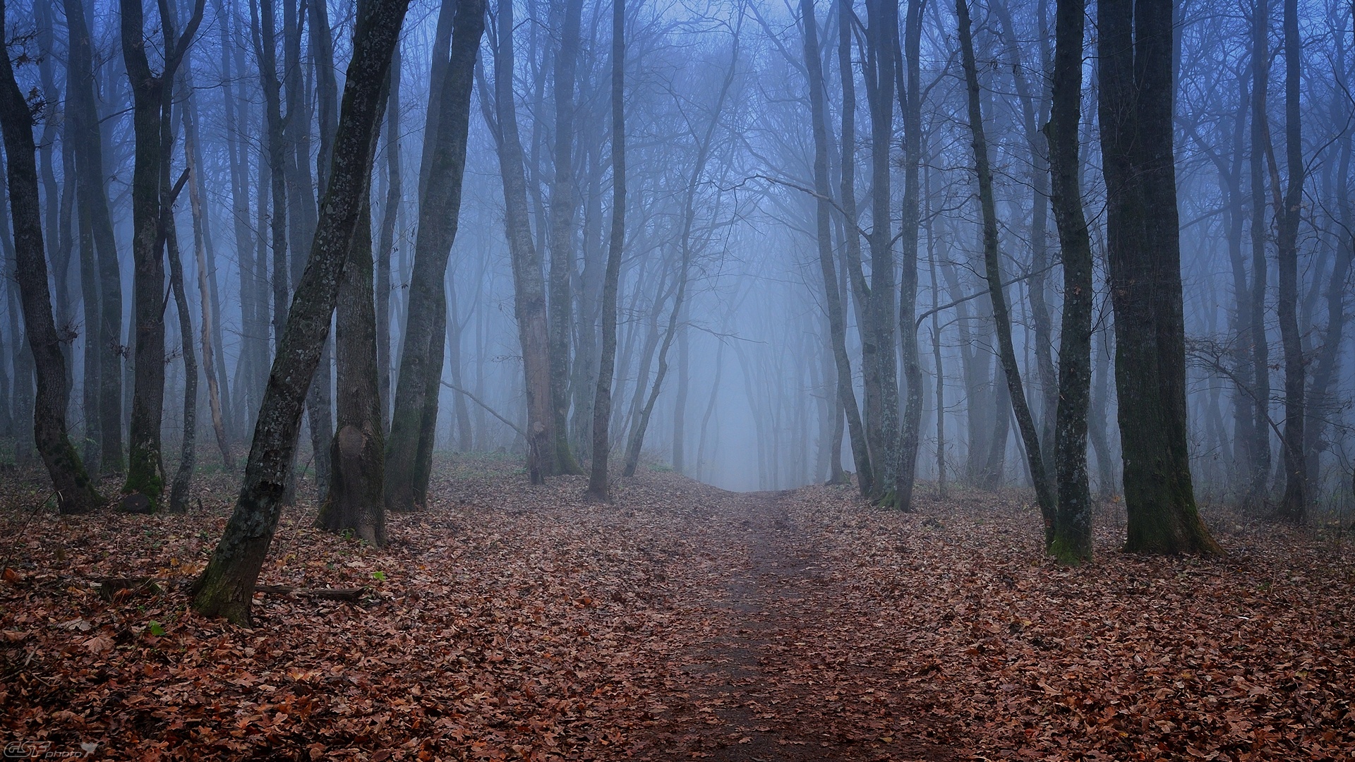 осень лес туман тропинка природа пейзаж, Serj Master