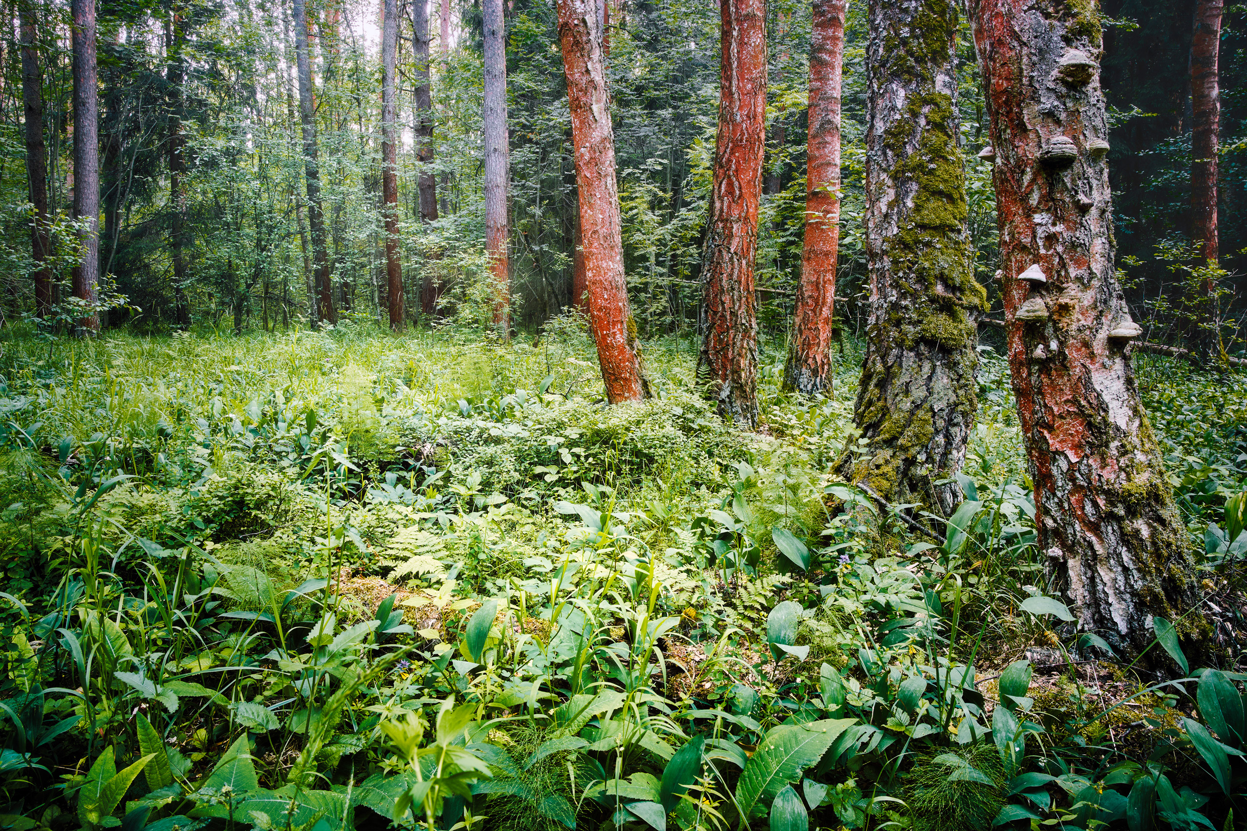 лес, листва, зелень, лето, Валерий Вождаев