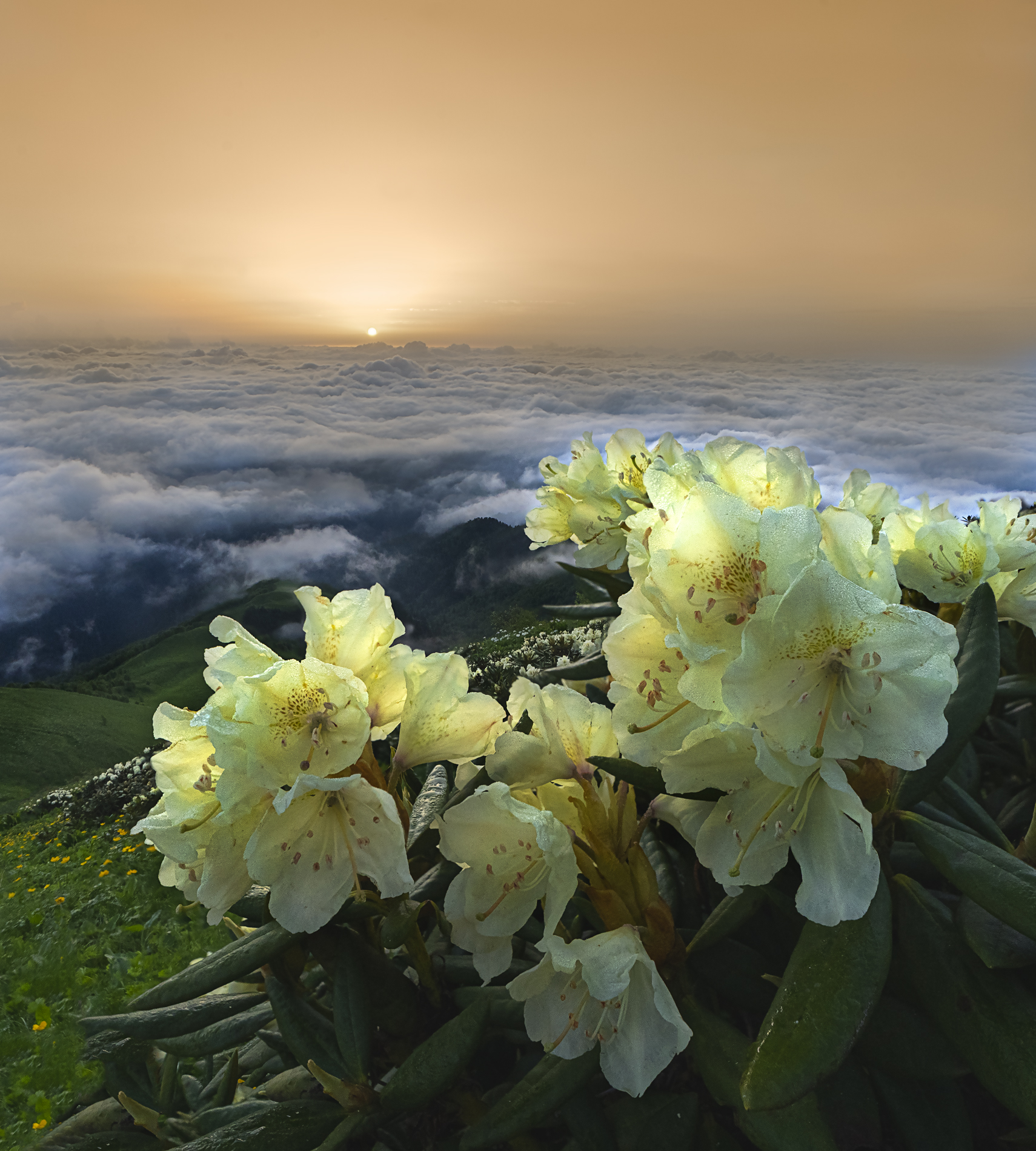 тхач, рассвет, рододендроны, пейзаж, цветы, горы, облака, Олег Герасимов