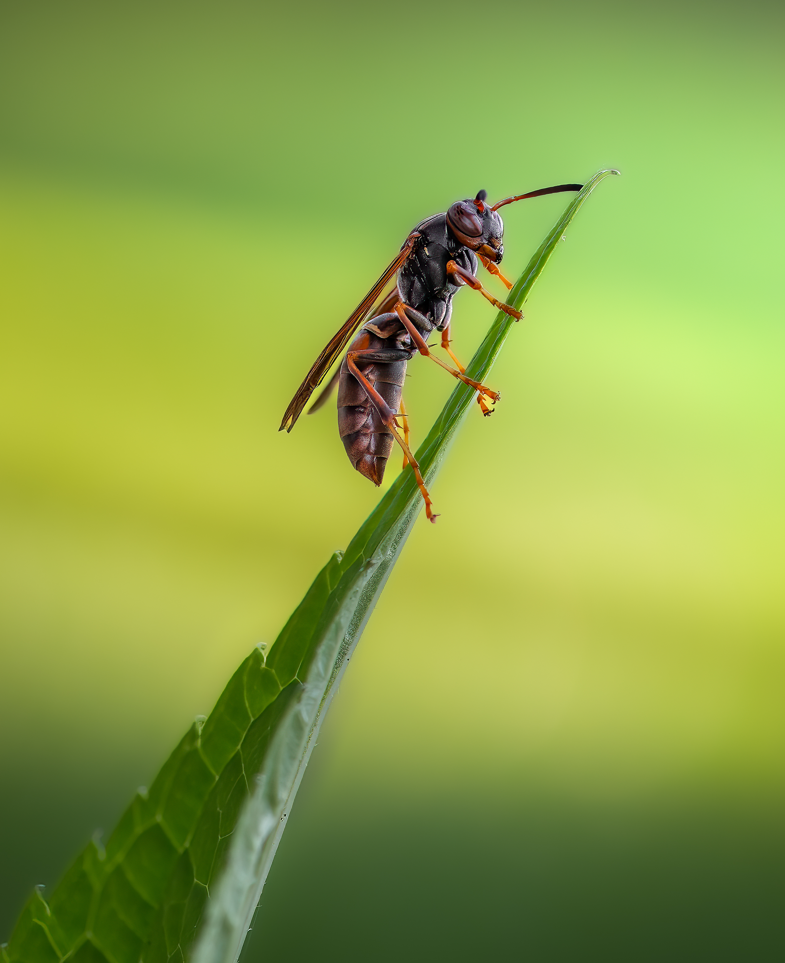 wasp, insect, macro, nature, wild, insects, bee,, Atul Saluja