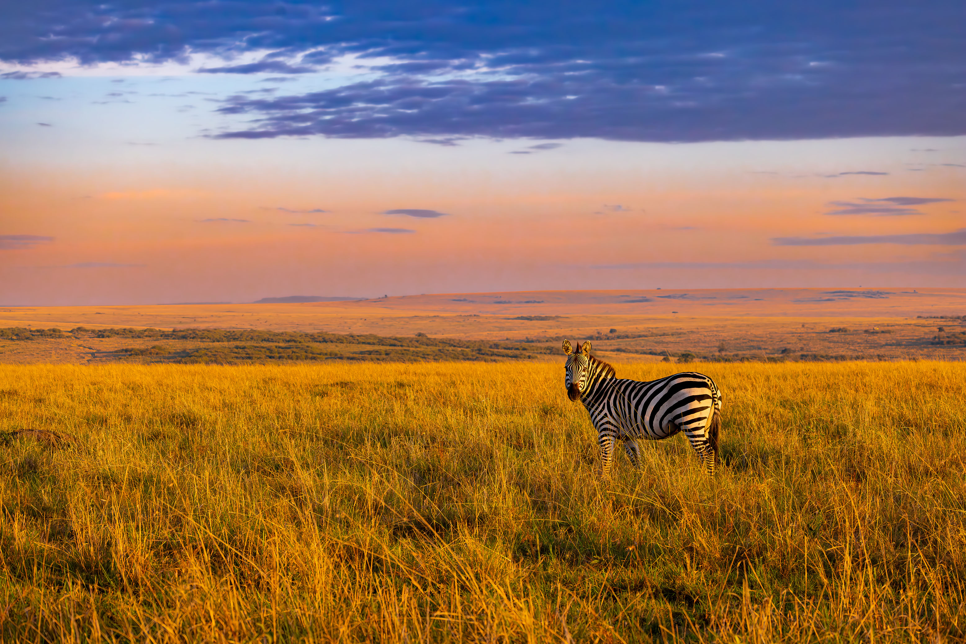 #landscape #zebra #colorful, praveesh pv