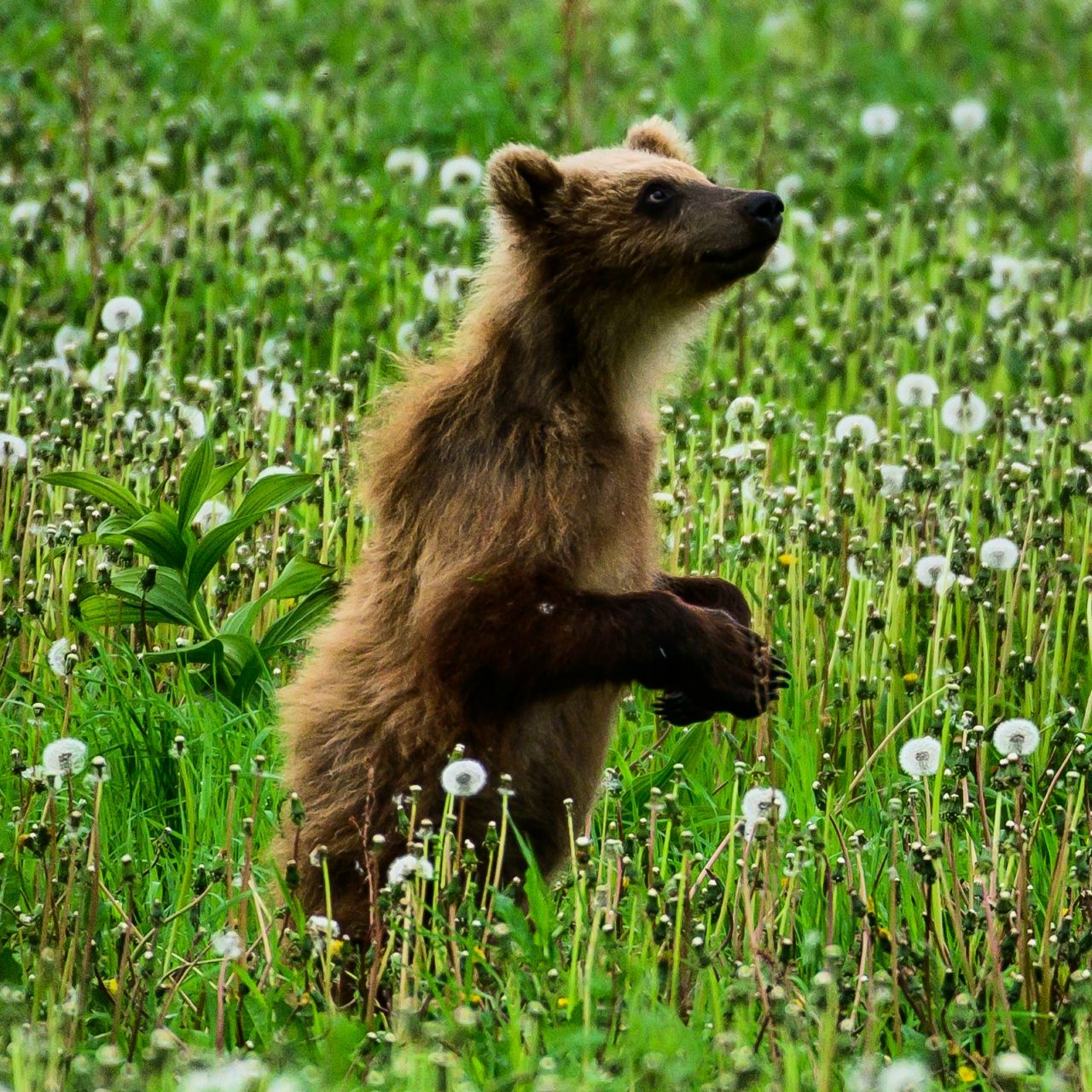 медведь, камчатка, животные, Karasev Pavel
