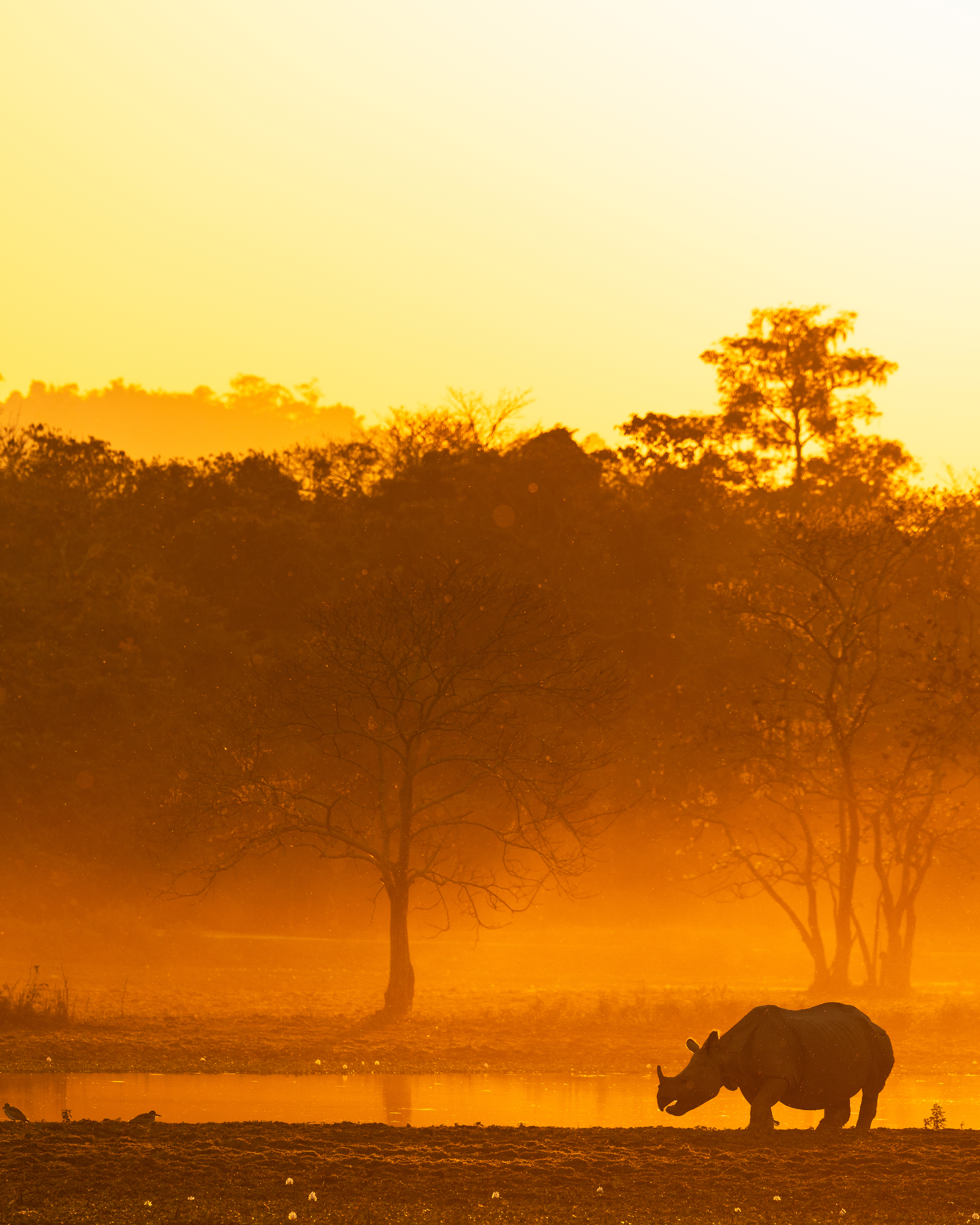 Wildlife, Golden hour, Kaziranga, rhinoceros, sunset, Abhisek Bagaria