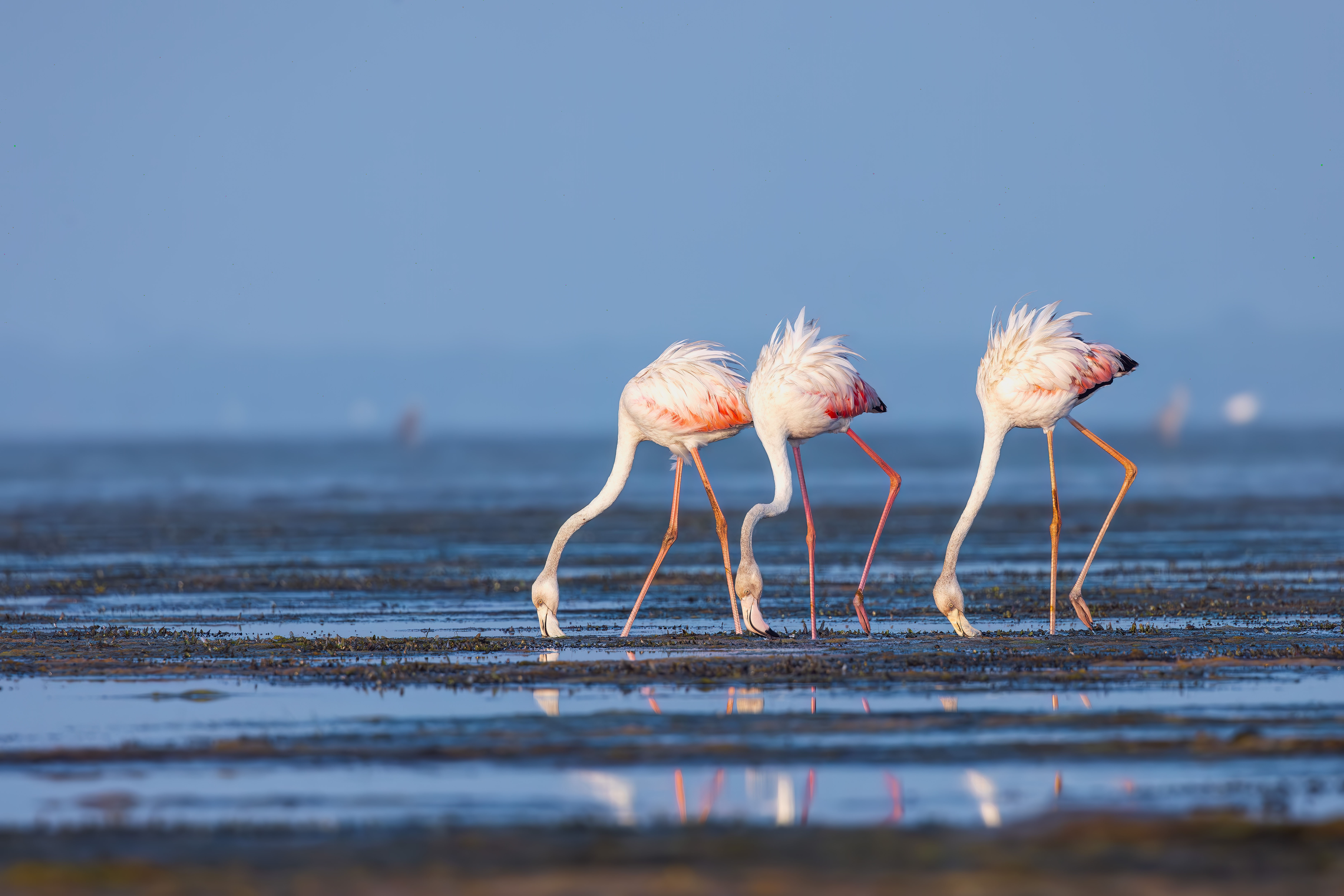 #flamingos #birds #landscape #canon, praveesh pv