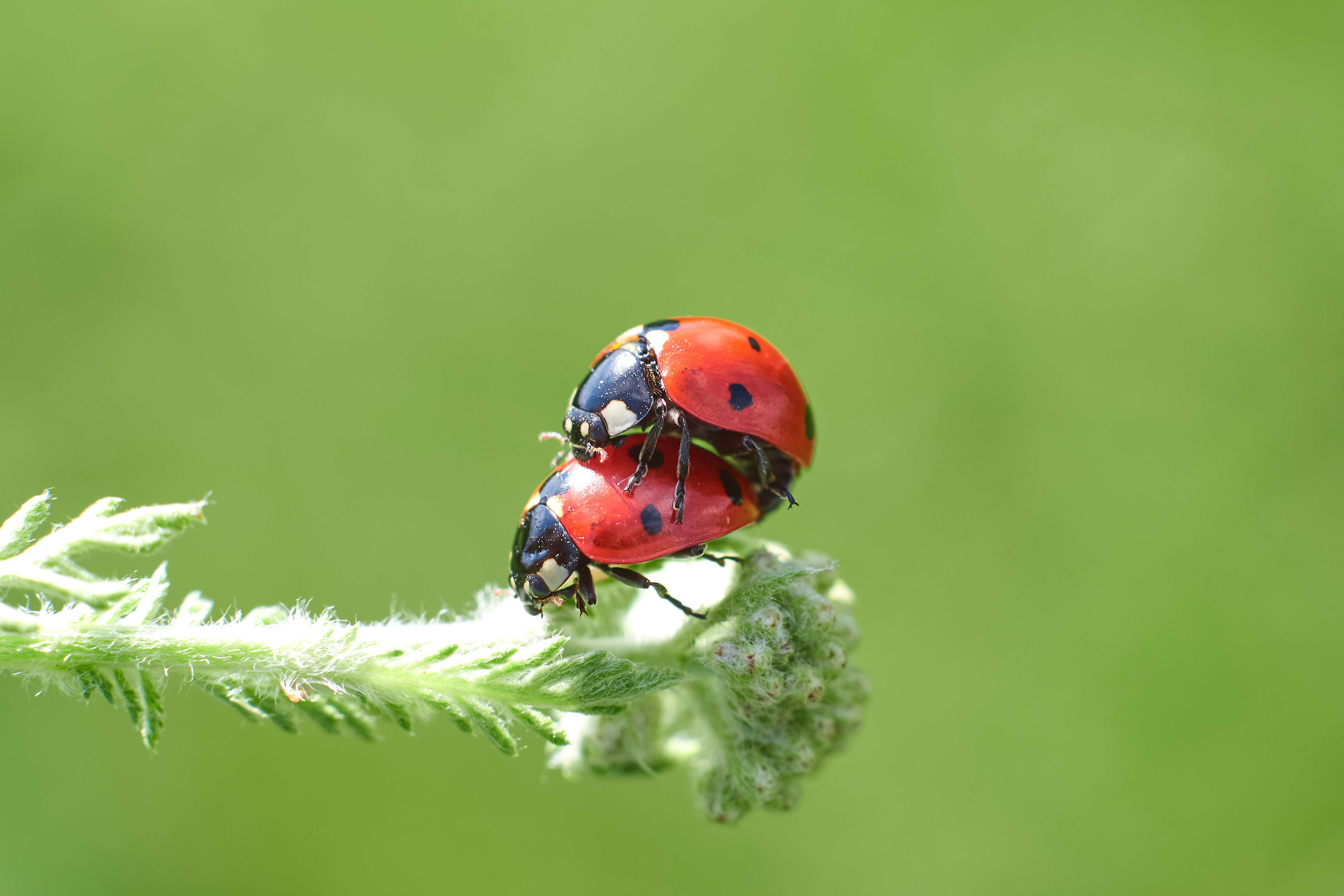 volgograd, russia, wildlife, macro, macro photo, , Павел Сторчилов