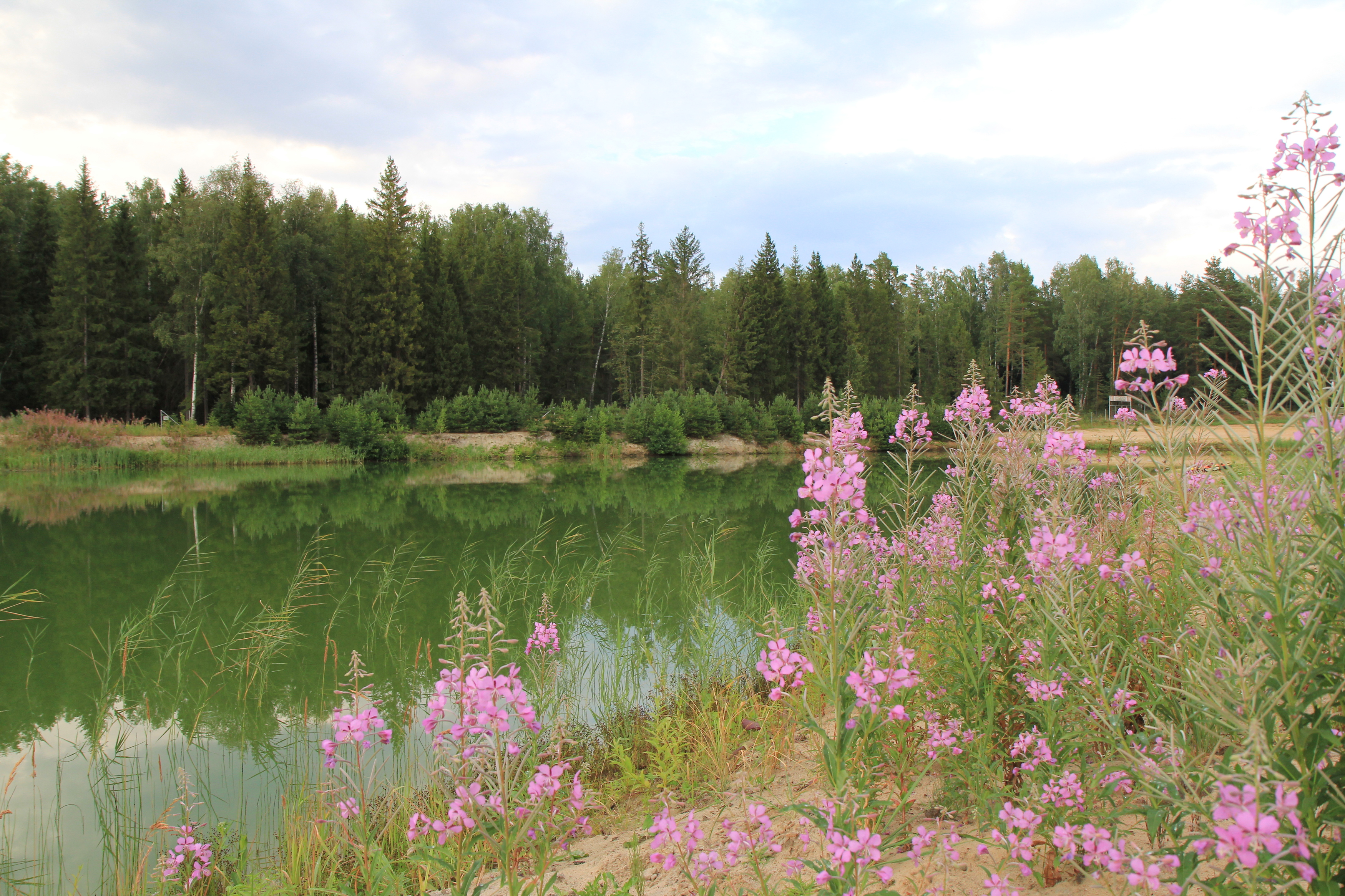 лето цеты иван-чай пейзаж озеро пруд отражение, Irina Solonina