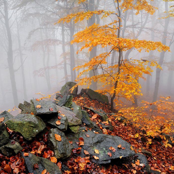 autumn, czech republik, ore mountains, fog, mist, autumn colors, Tomas Morkes