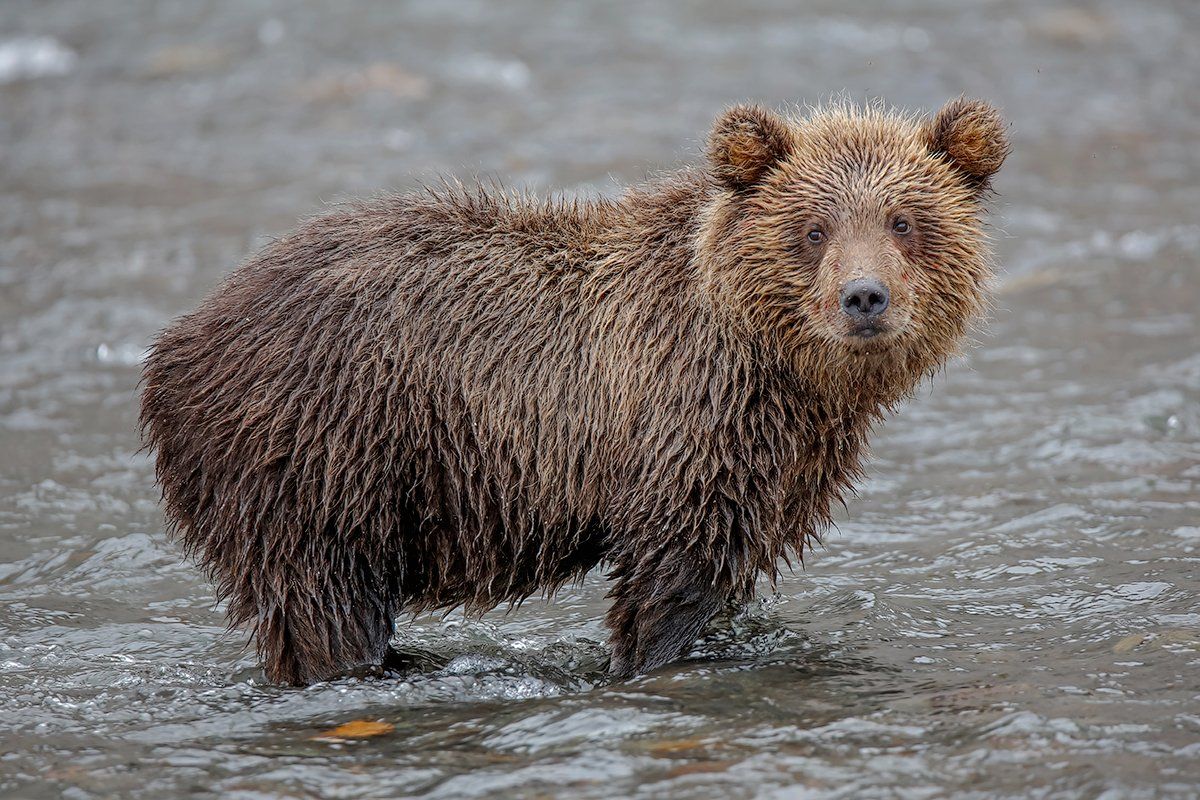 Камчатка, медведь, река, фототур, Денис Будьков