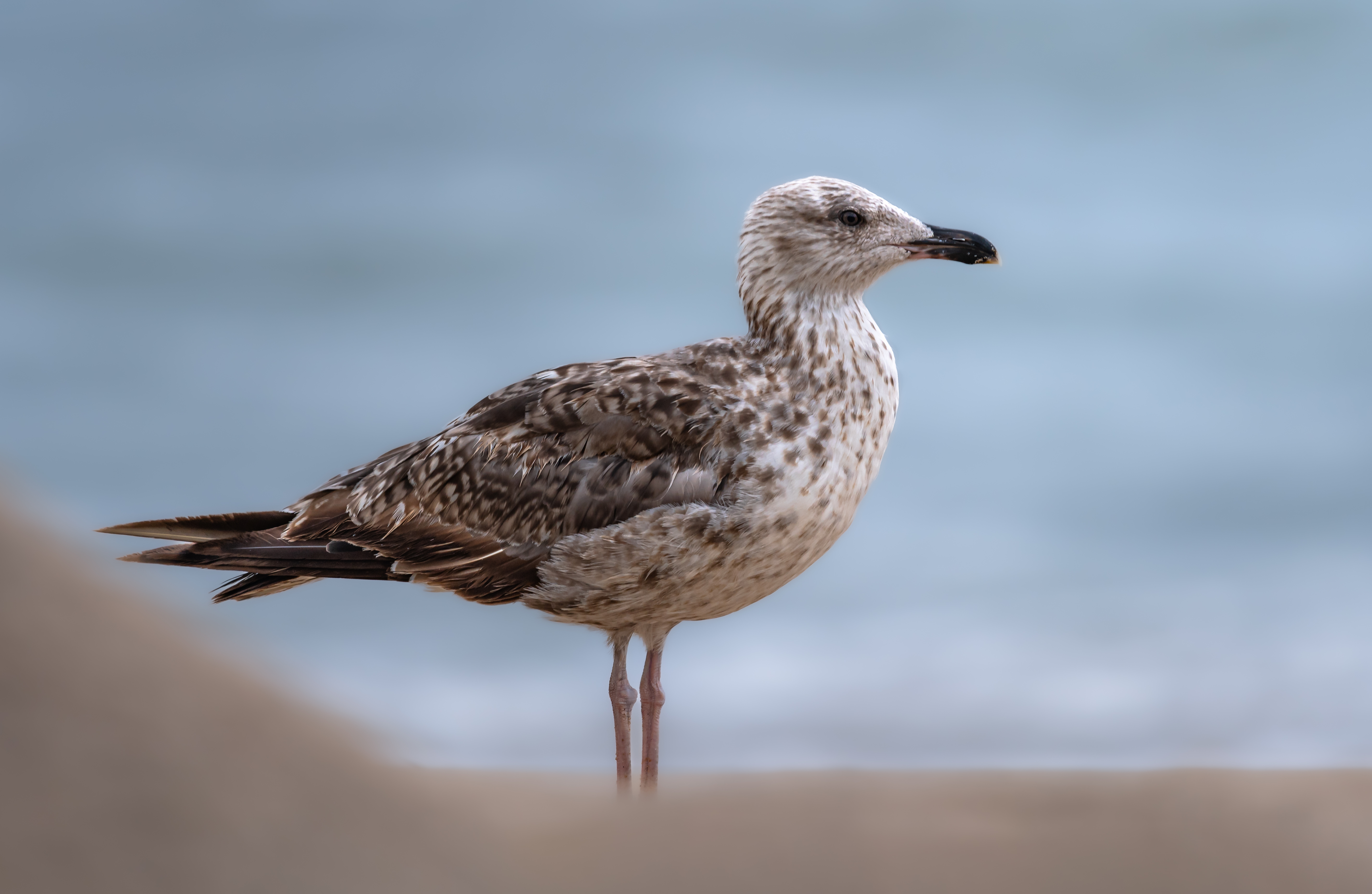 bird, full, seagull, california gull, shore, beach, sand, nature, animals, wild, action, dynamic, Atul Saluja