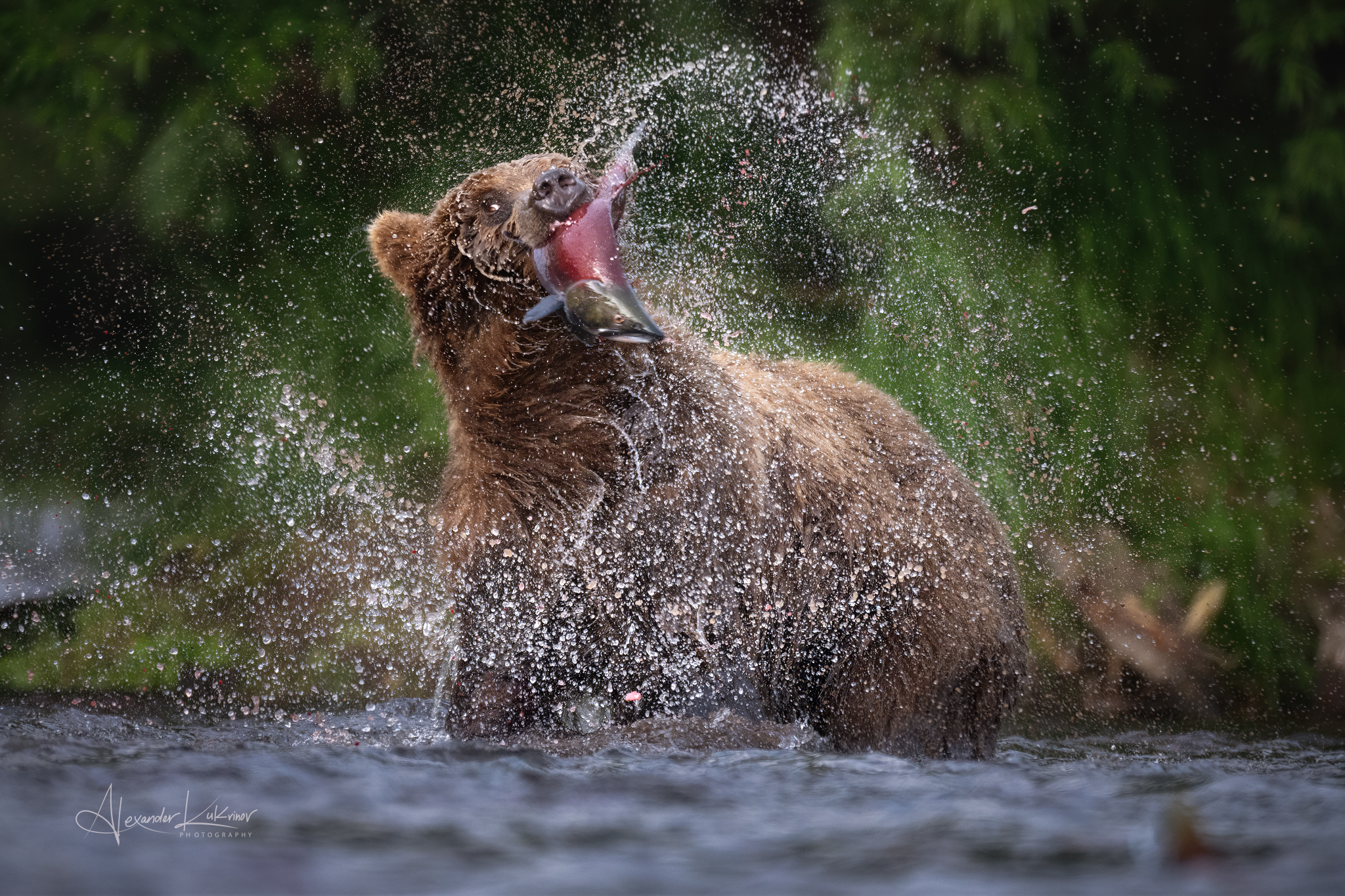 медведи,камчатка,медведь, Александр Кукринов