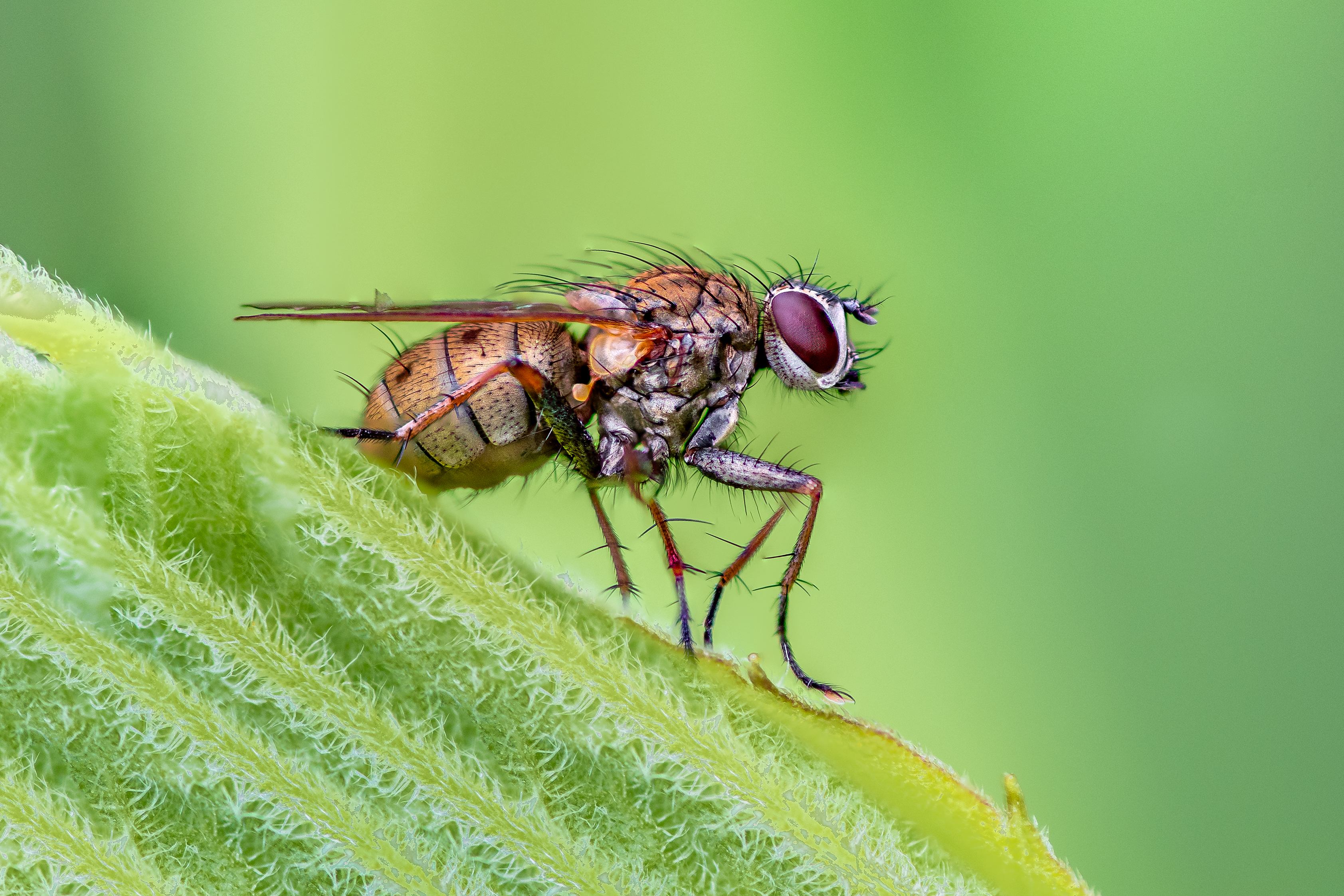 fly, insect, leaf, tiger fly, macro, bug, nature wild, robber fly, robber,, Atul Saluja