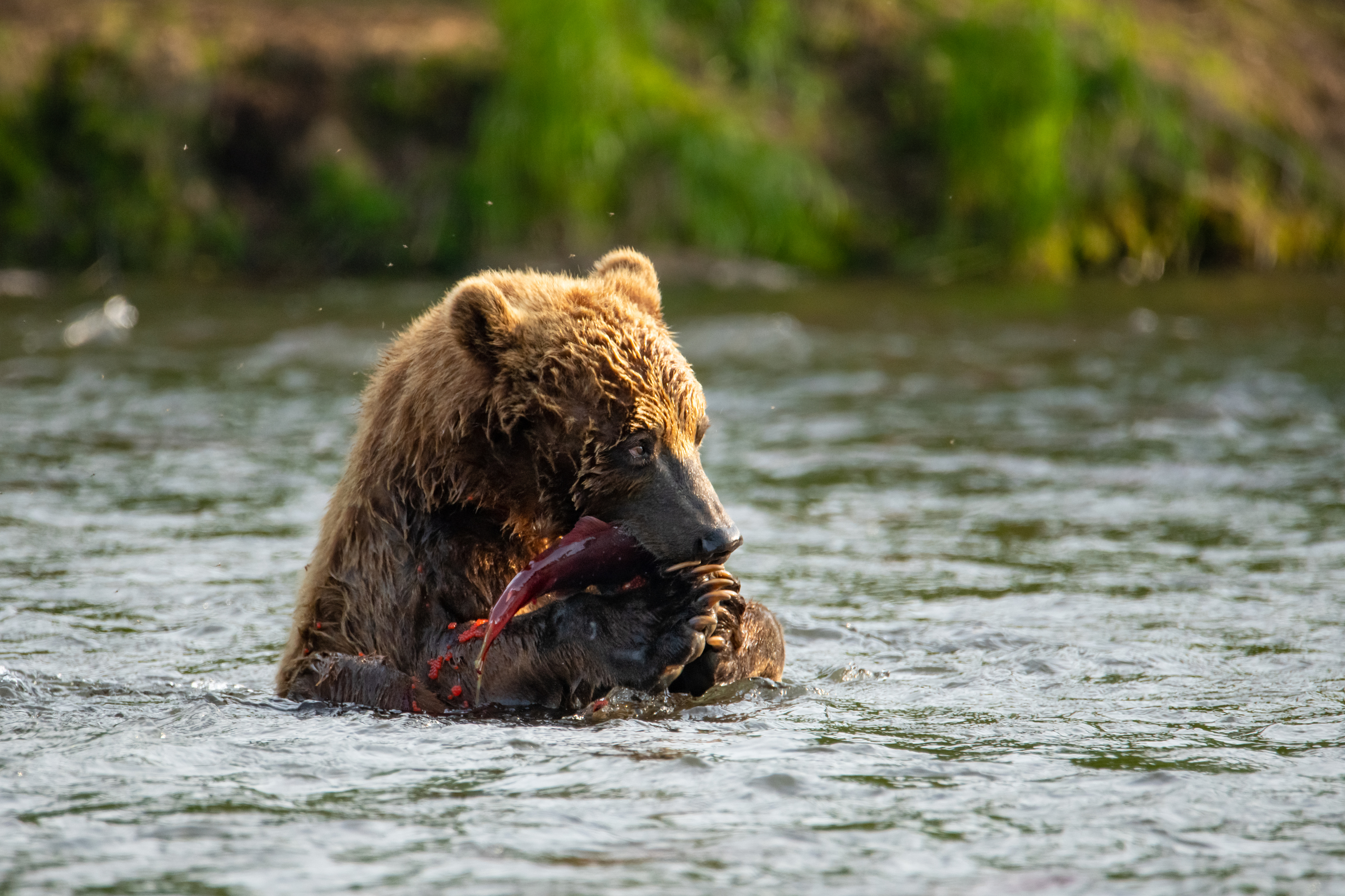 медведь, Камчатка, рыба, рыбалка, река, улов, обед, Степанова Татьяна