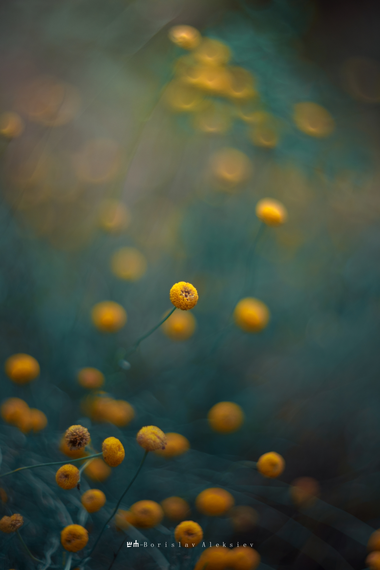 yellow,flowers,bokeh,exterior,dark,light,plant,nature,green, Алексиев Борислав