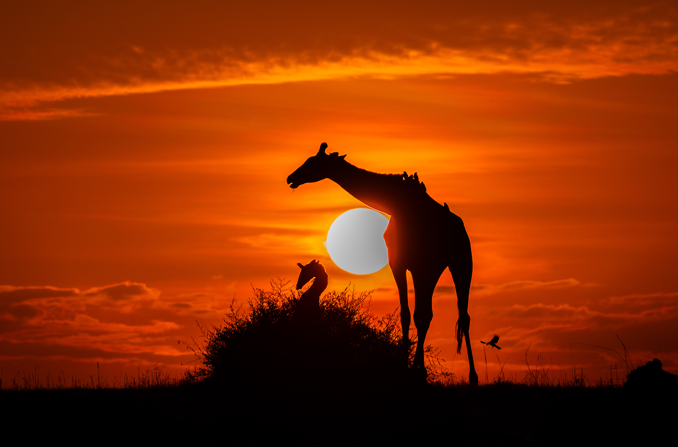 #sunrise #silhouette #canon #wildlife , praveesh pv