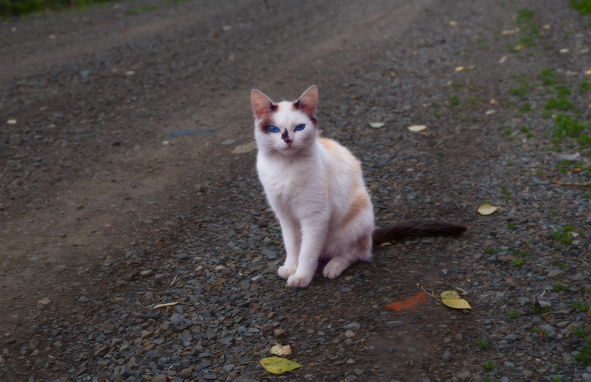 blue eyes cat pets animal summertimes, Холудеев Виктор