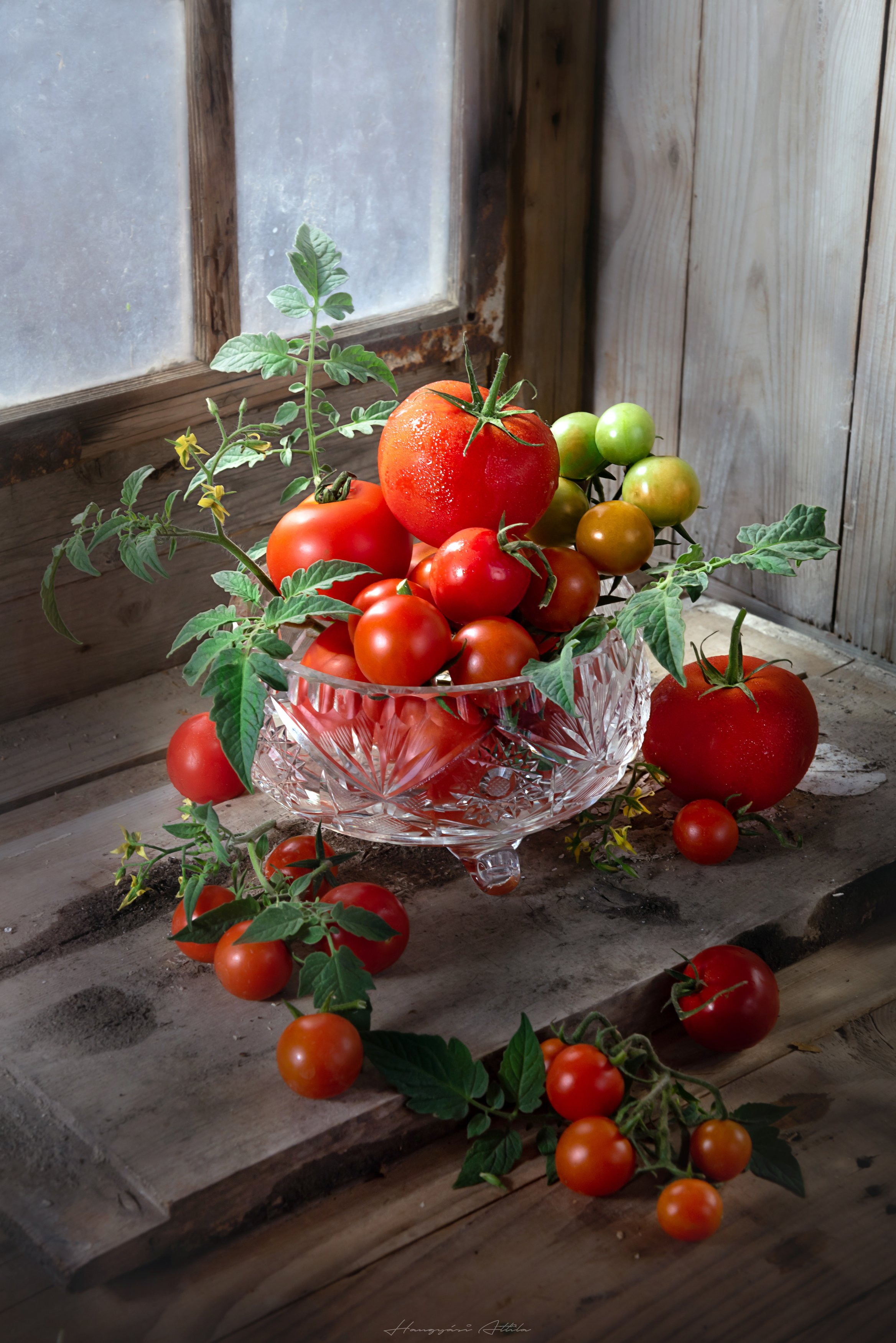 tomatos, Hangyasi Attila