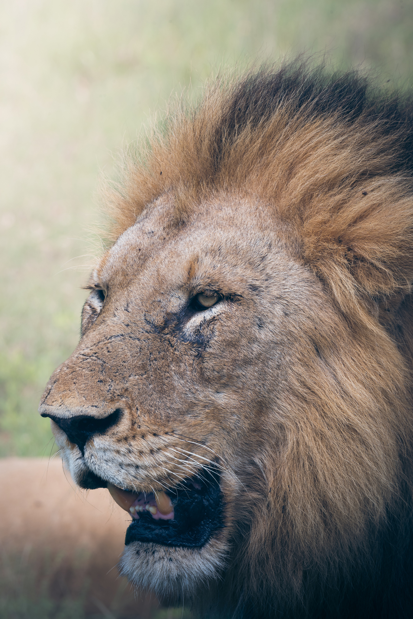 лев, парк крюгера, юар, январь, lion, kruger park, south africa, january, Сергей Булгаков