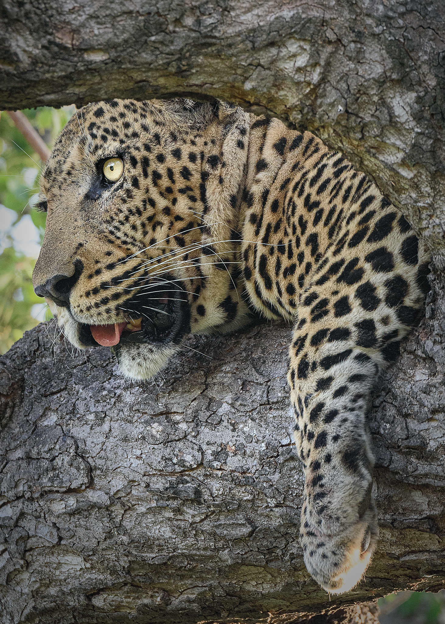 леопард, парк крюгера, юар, январь, leopard, kruger park, south africa, january, Сергей Булгаков