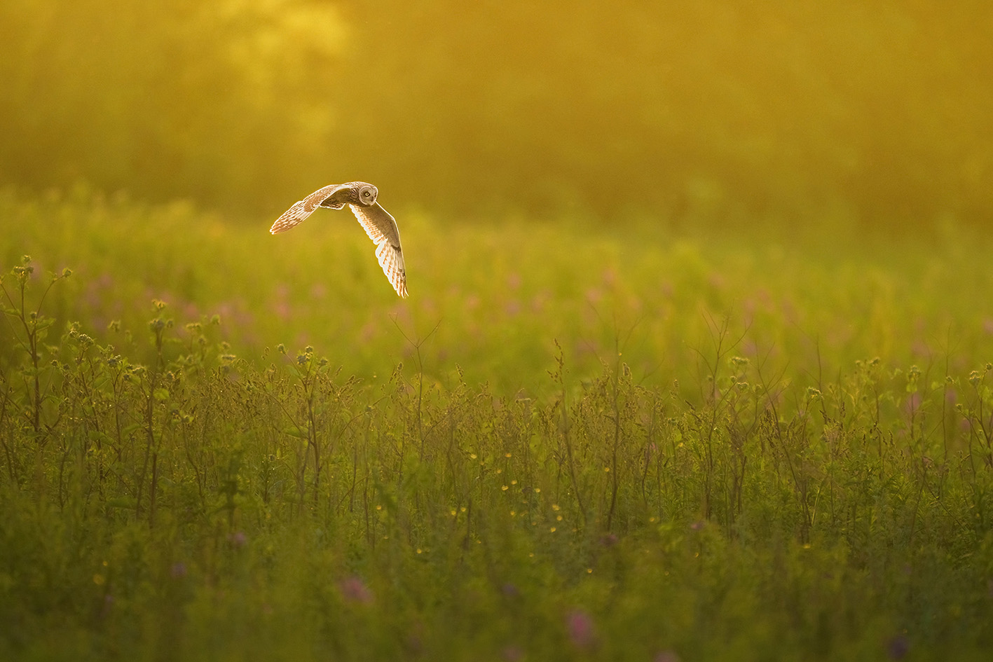 #owls #animals #wildlife #birds, Кетцян Рафаэль