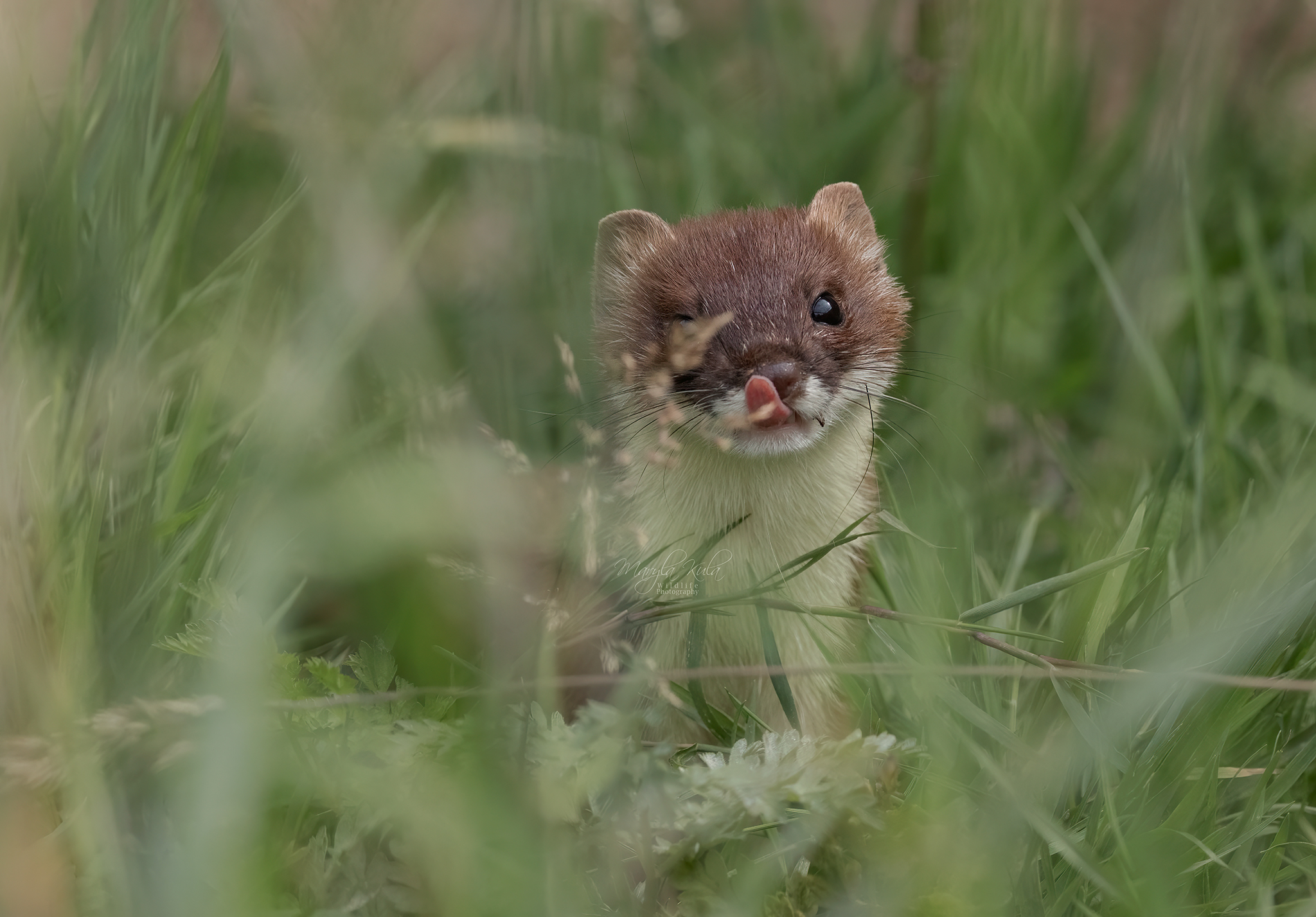 stoat, animals, nature, wildlife, canon, MARIA KULA